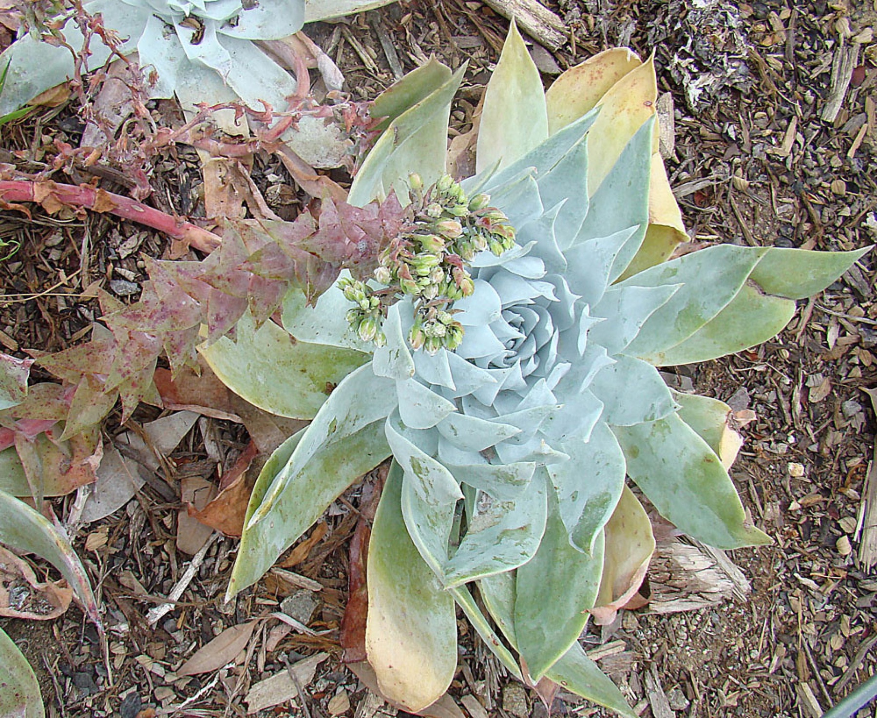 Succulent / cactus — e.g. Chalk Dudleya