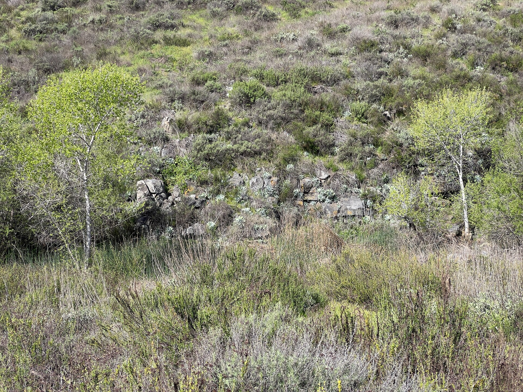 Chalk Dudleya — photo 2