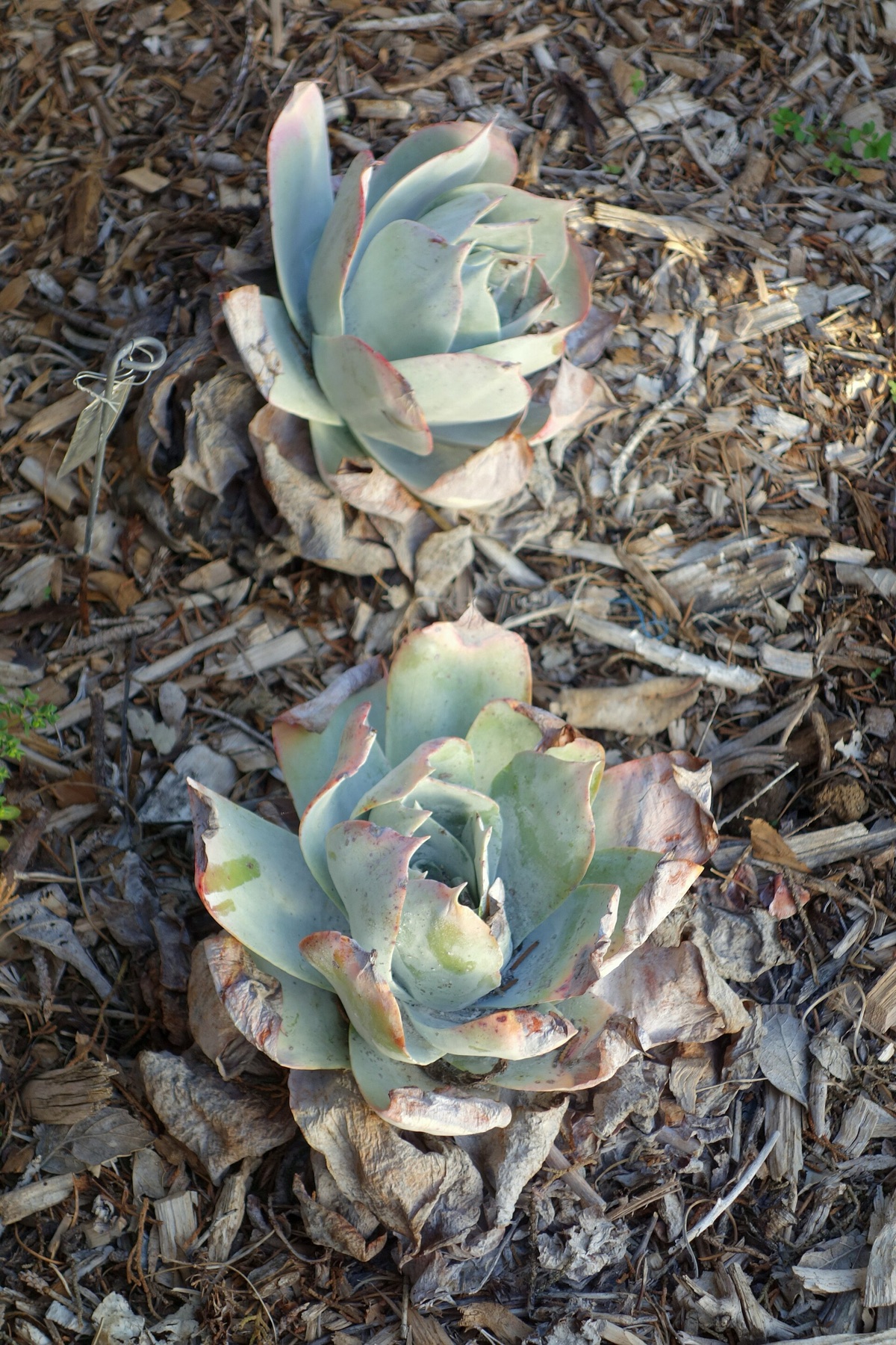 Chalk Dudleya — photo 3