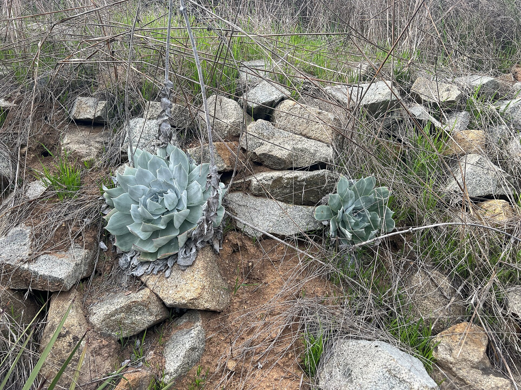 Chalk Dudleya — photo 4