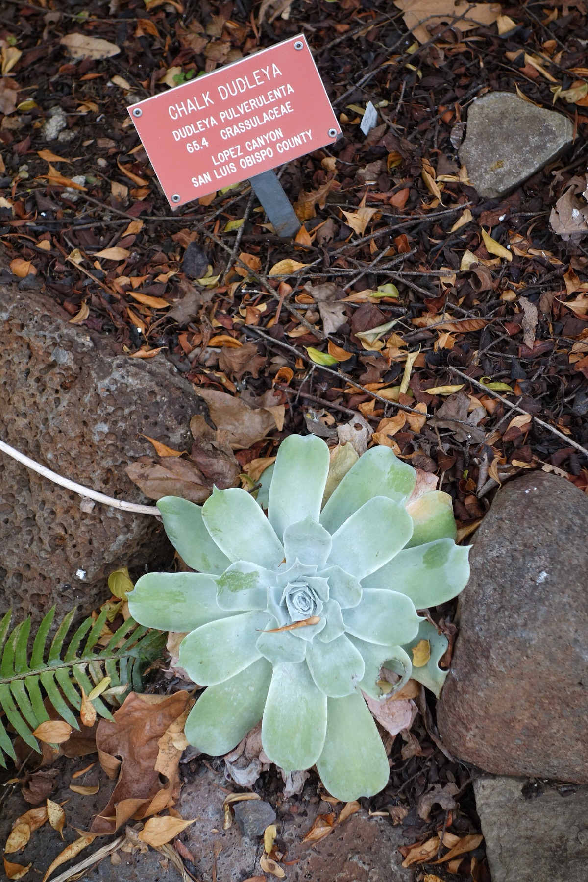 Chalk Dudleya — photo 5