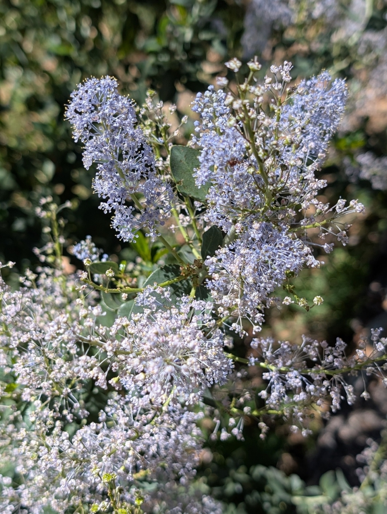 Chaparral Whitethorn — photo 6