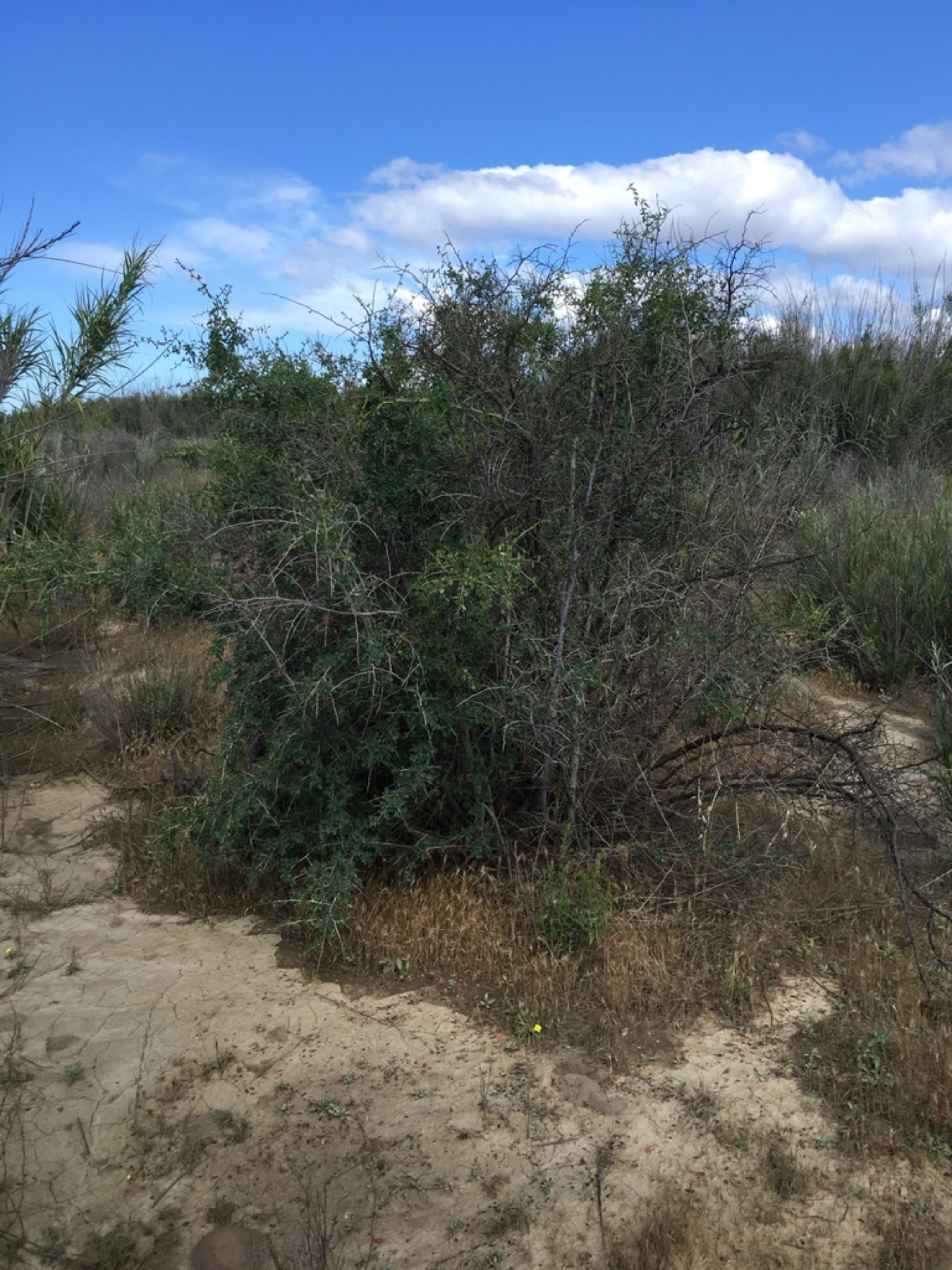 Chaparral Whitethorn — photo 7