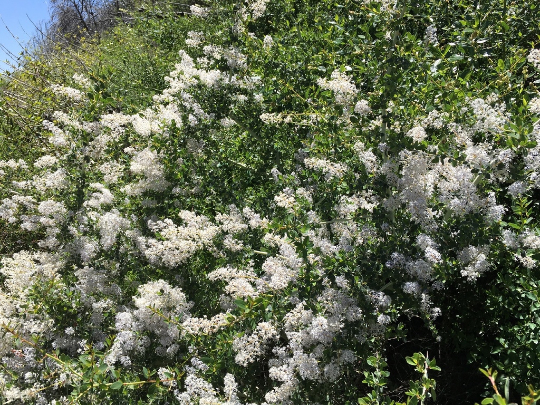 Chaparral Whitethorn — photo 8