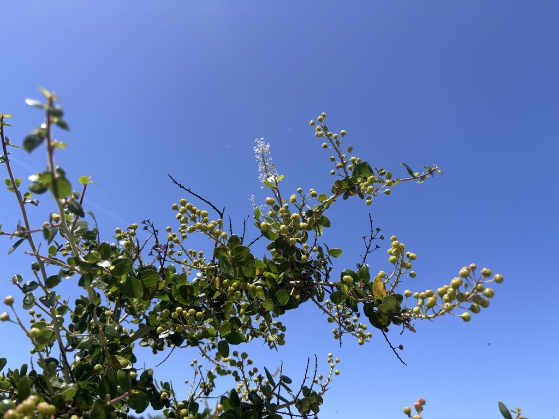 Chaparral Whitethorn — photo 9