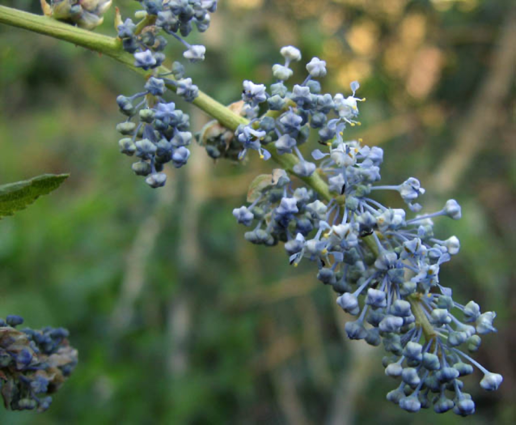 Chaparral Whitethorn — photo 10