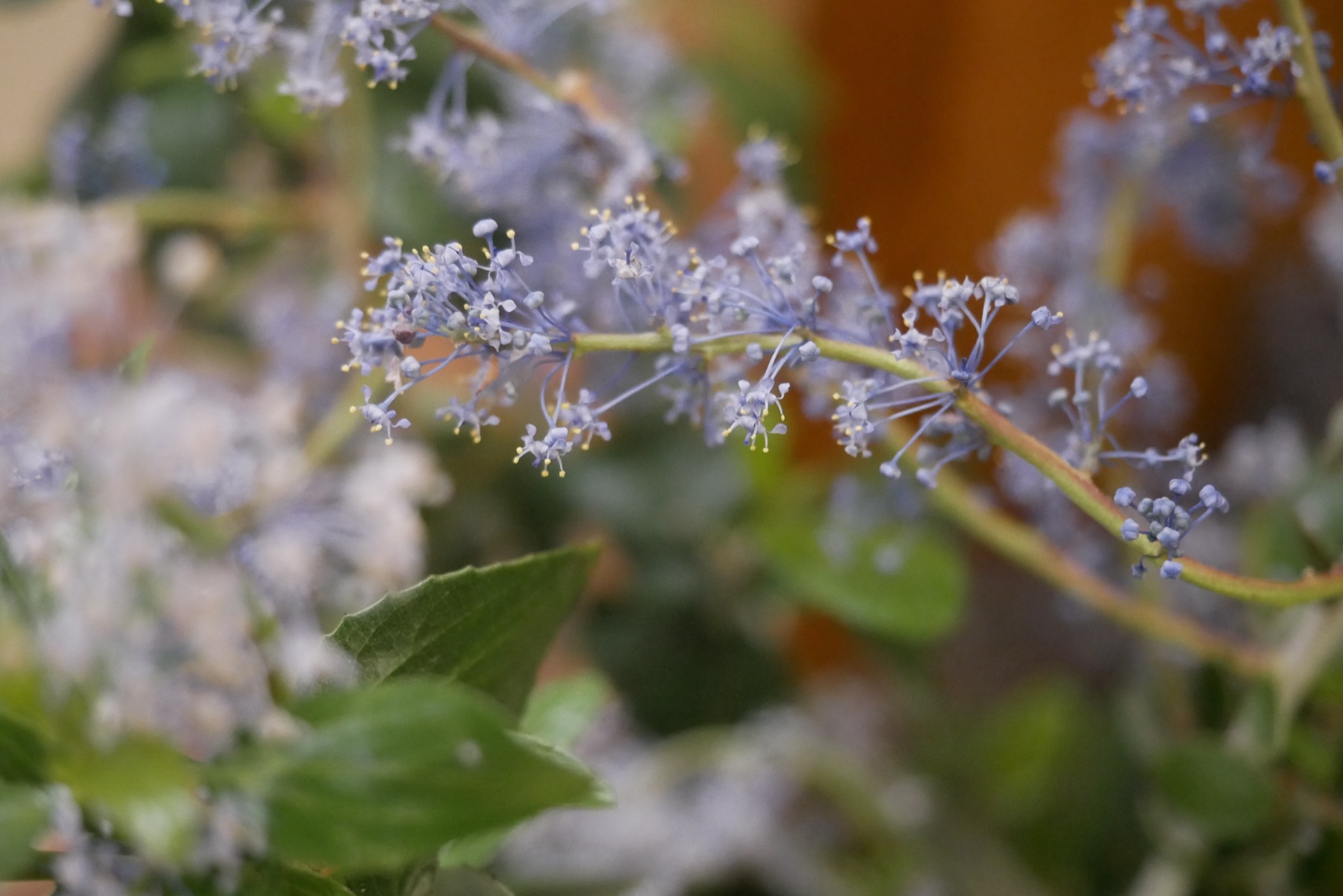 Chaparral Whitethorn — photo 11