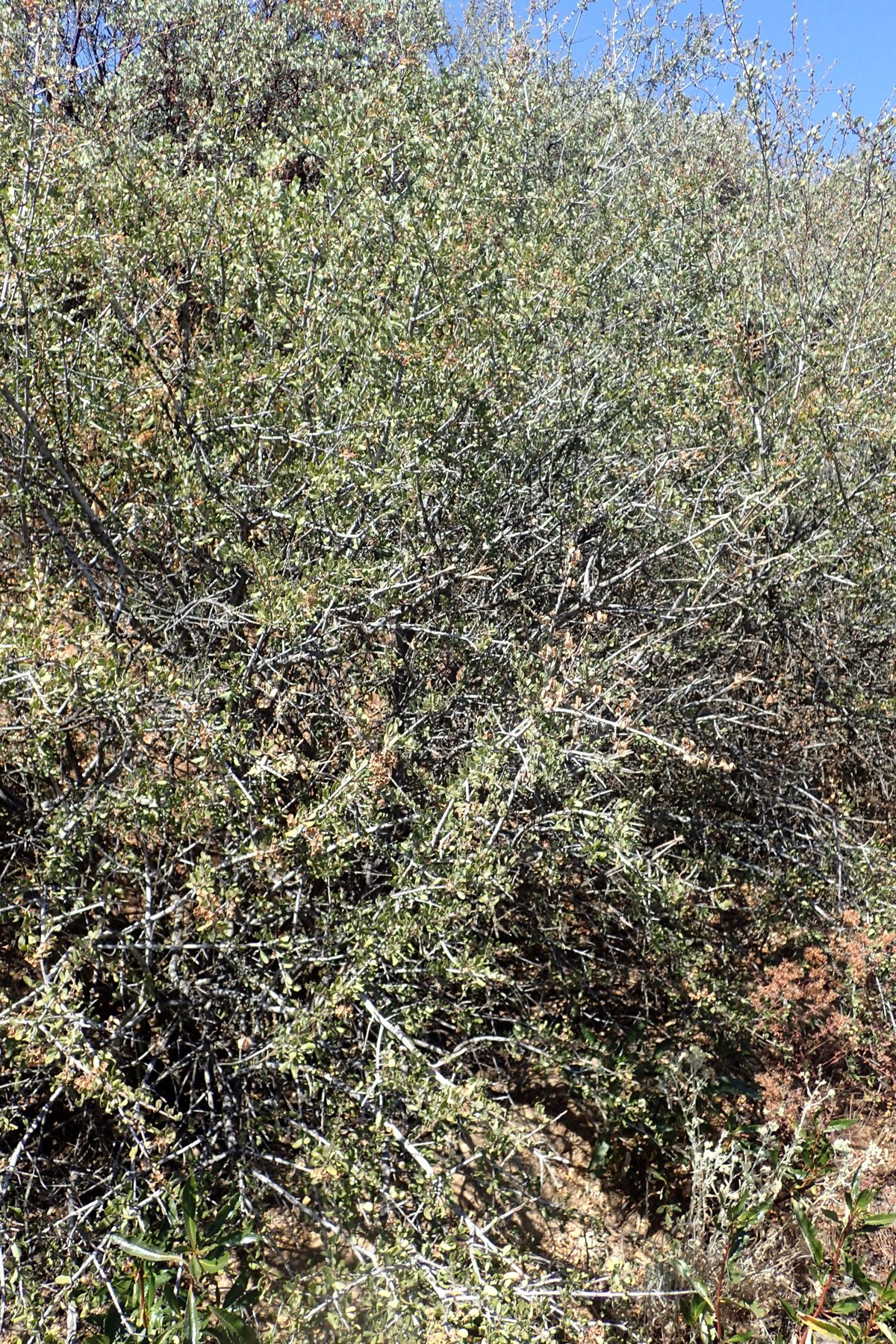 Chaparral Whitethorn — photo 12