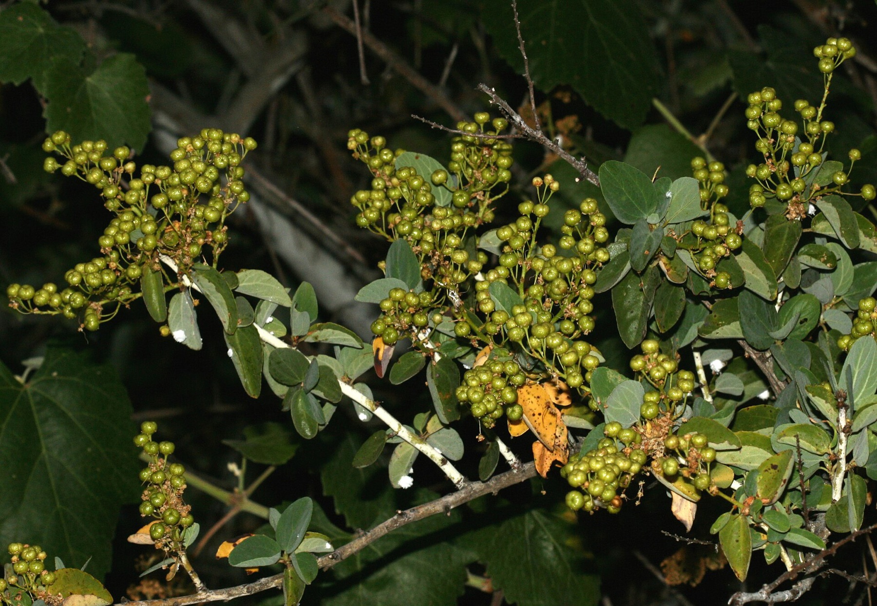 Chaparral Whitethorn — photo 13