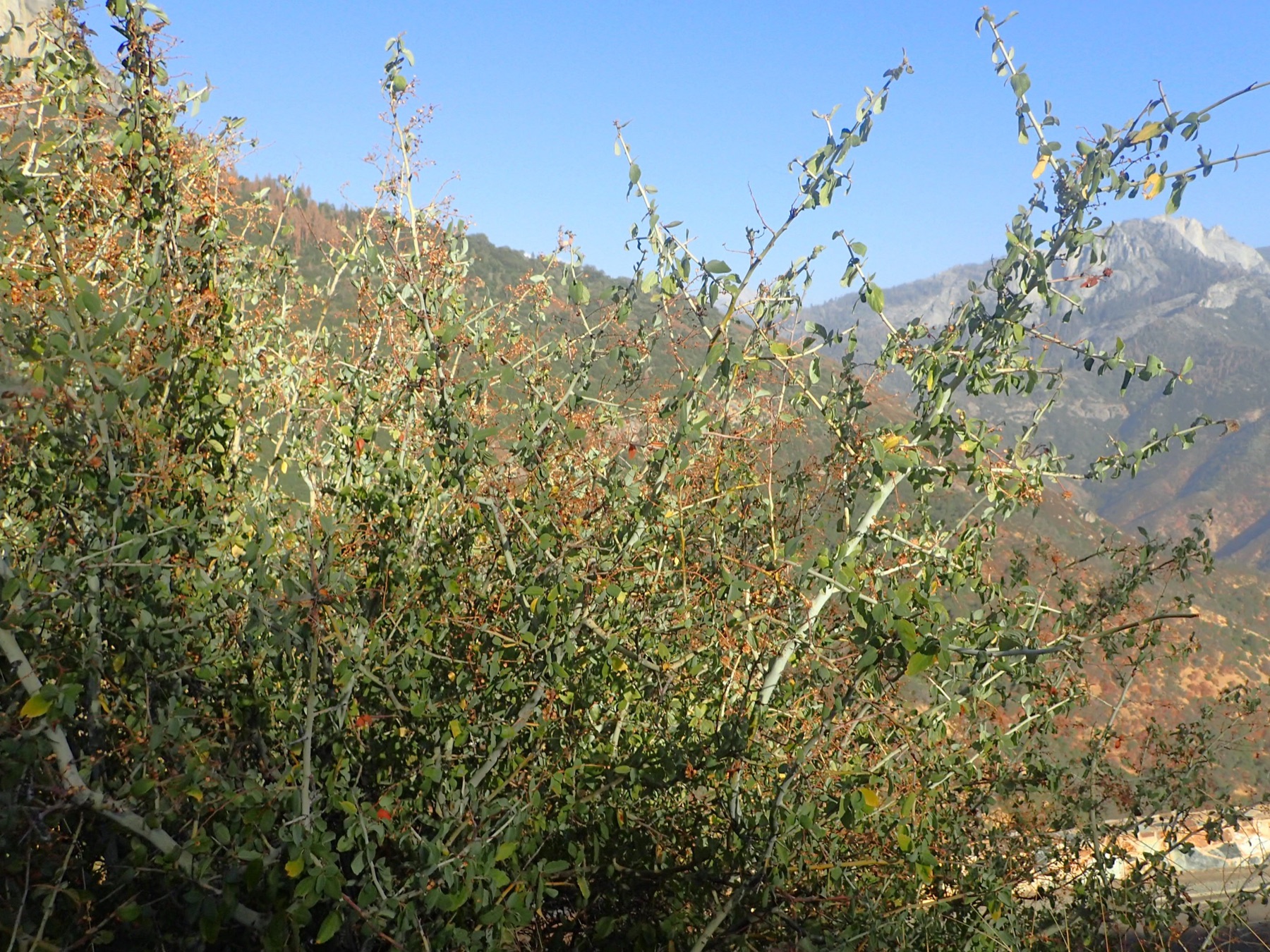 Chaparral Whitethorn — photo 14