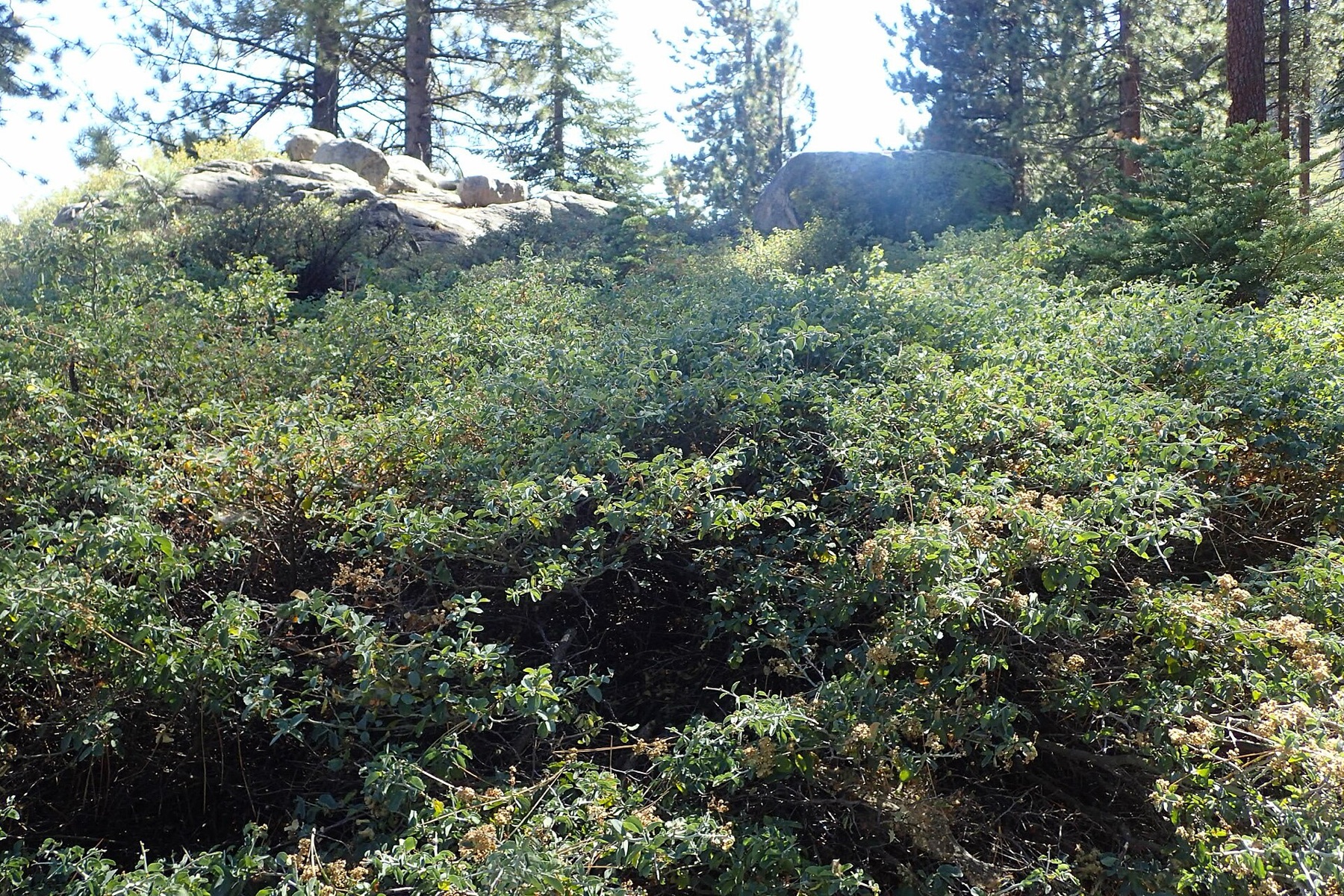 Chaparral Whitethorn — photo 15