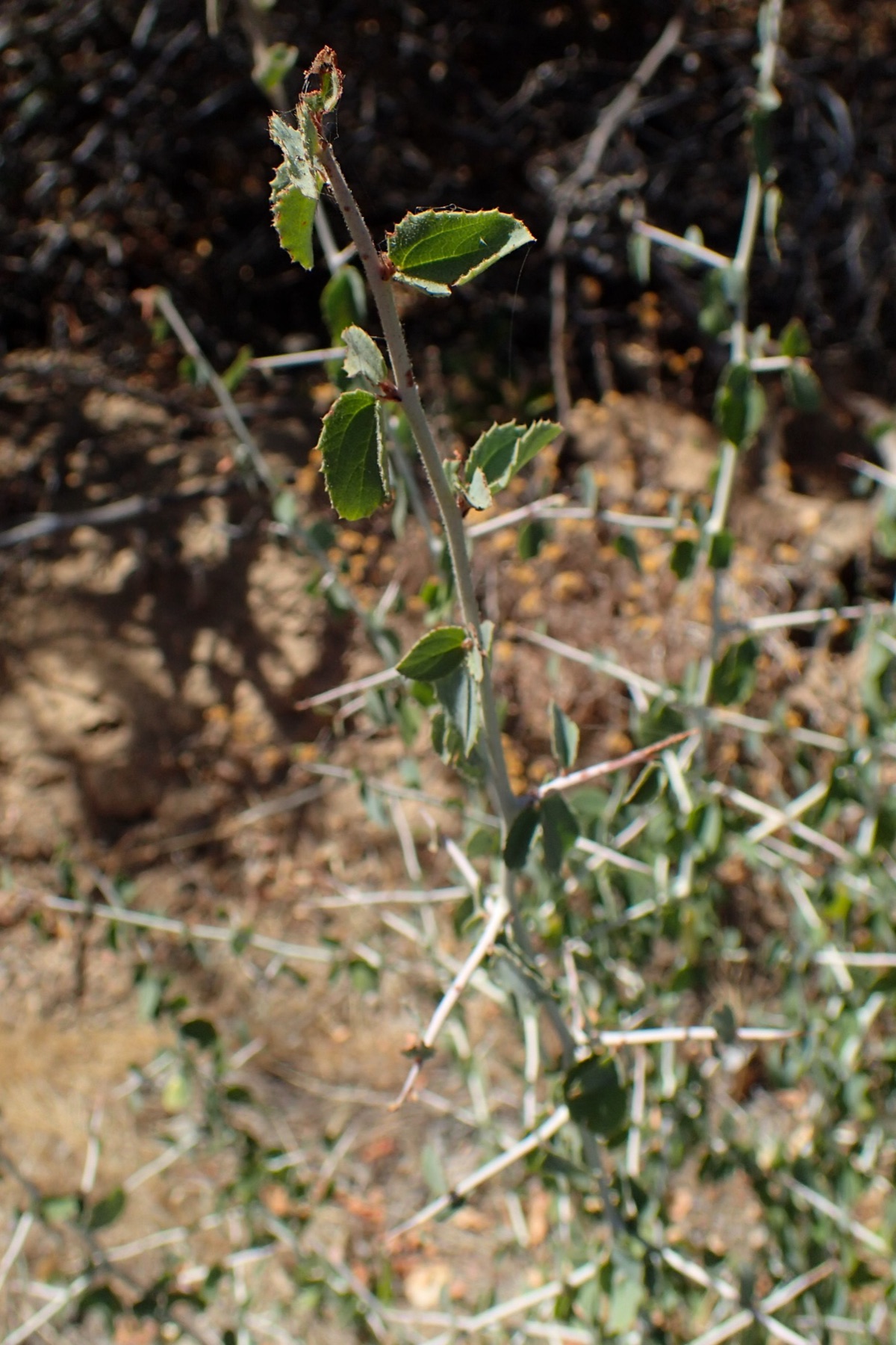 Chaparral Whitethorn — photo 16