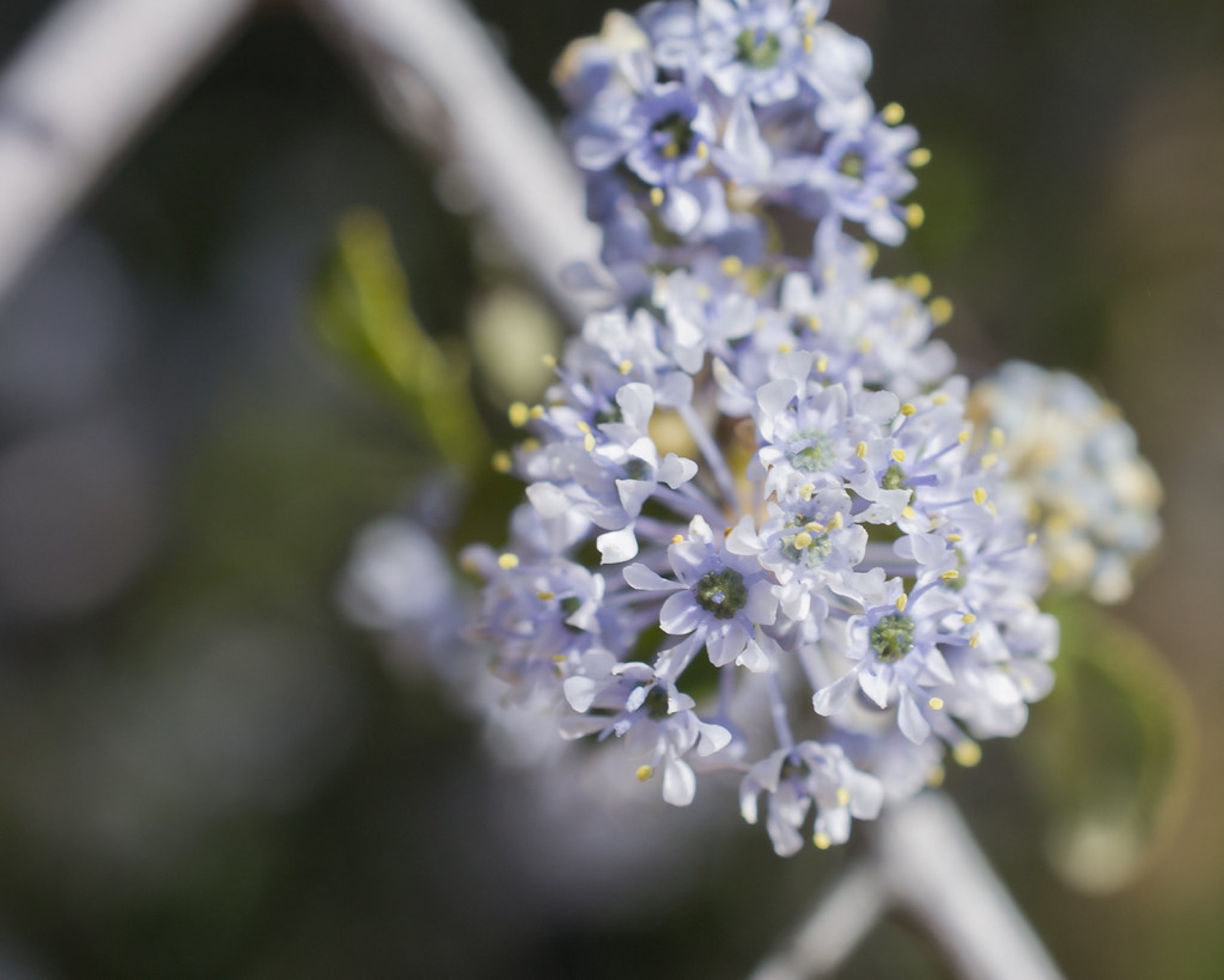 Chaparral Whitethorn — photo 17