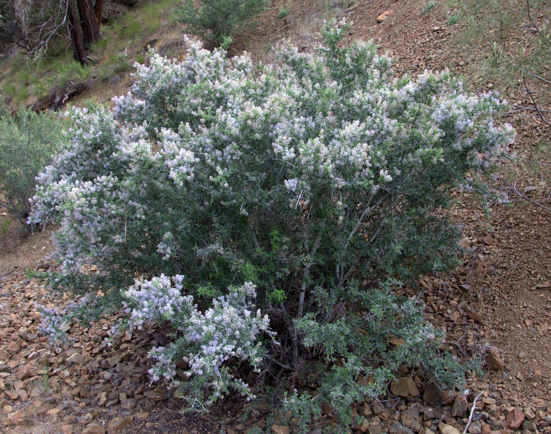 Chaparral Whitethorn — photo 18
