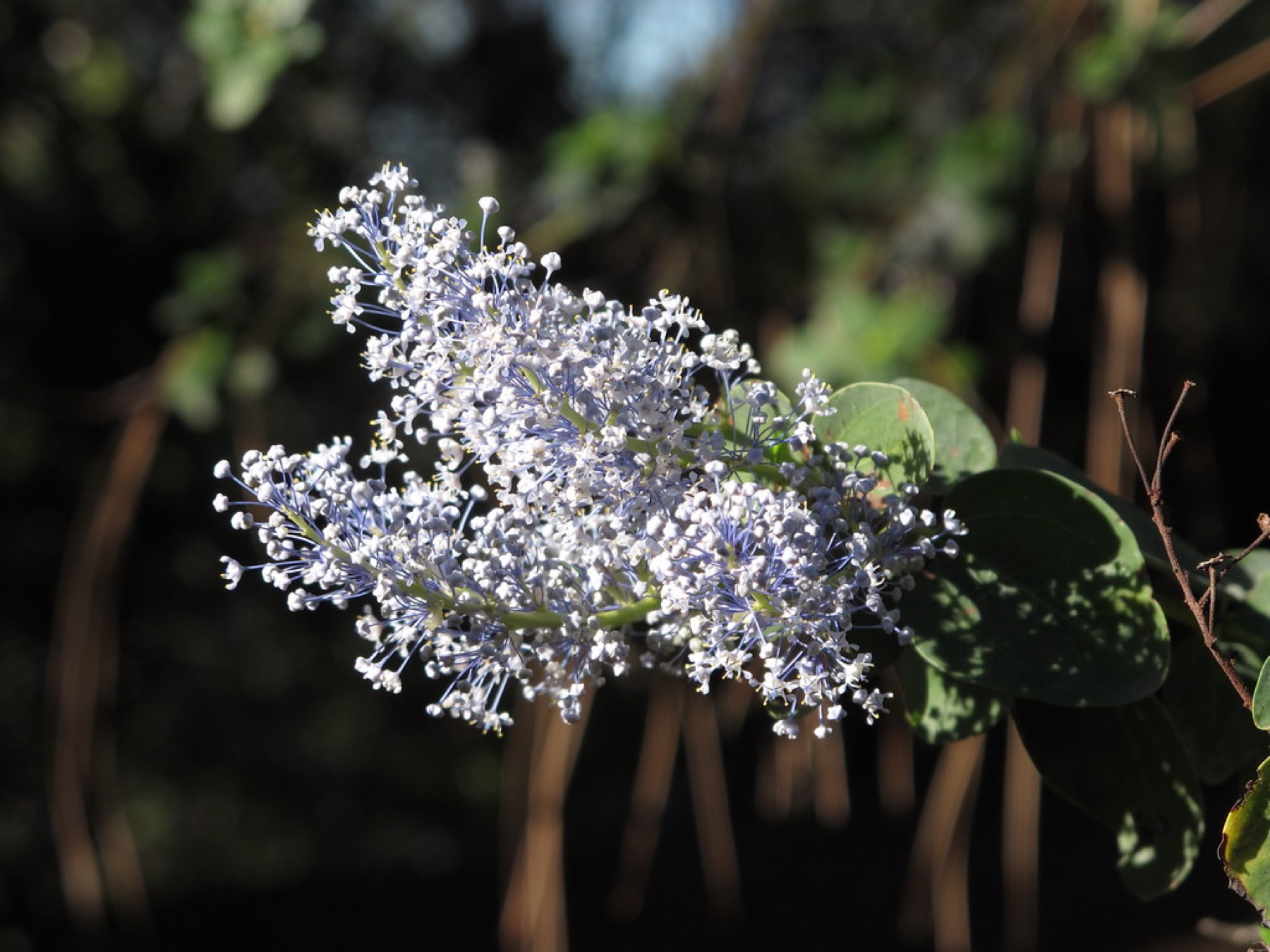 Chaparral Whitethorn — photo 19
