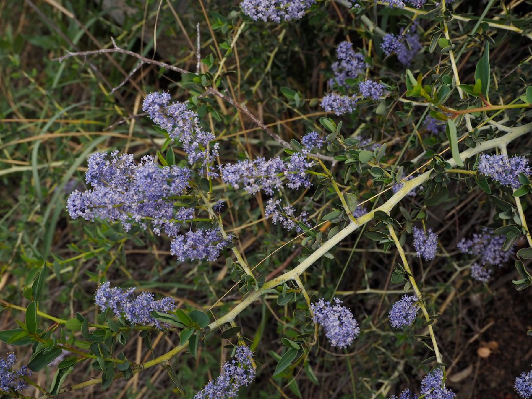 Chaparral Whitethorn — photo 20