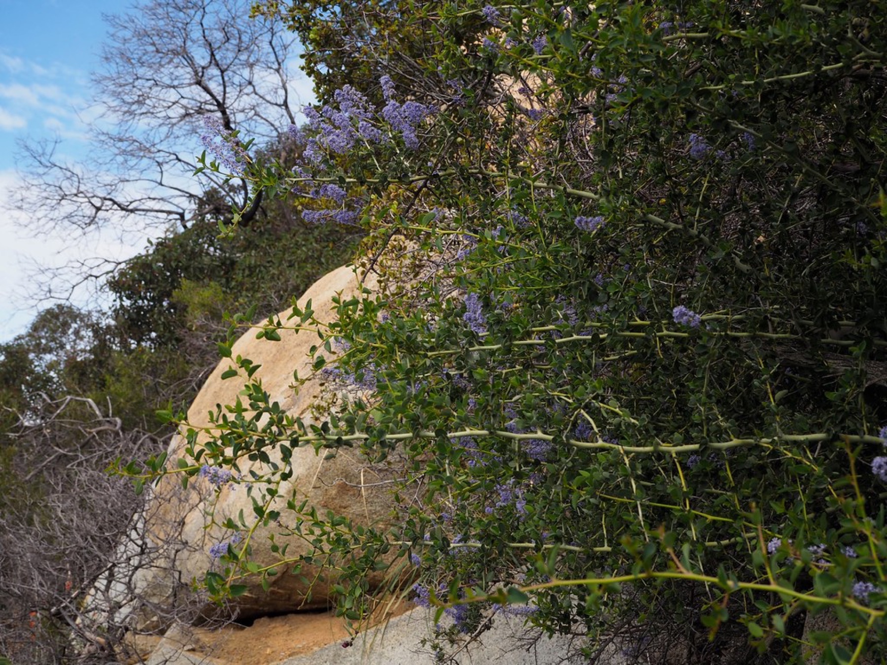 Chaparral Whitethorn — photo 21
