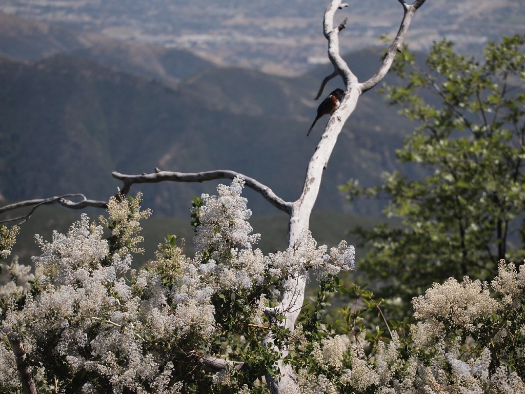 Chaparral Whitethorn — photo 22