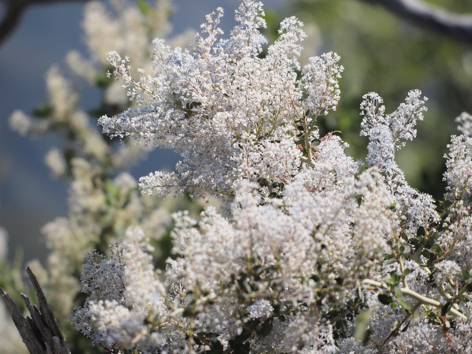 Chaparral Whitethorn — photo 23