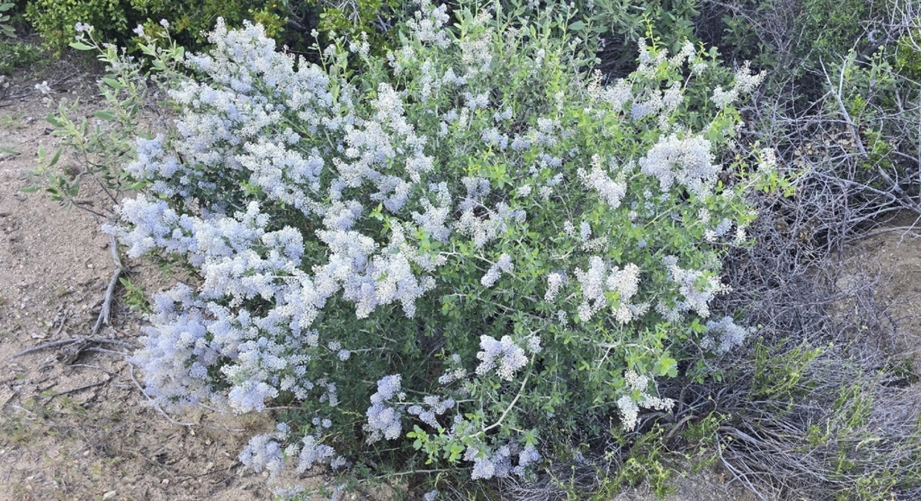 Chaparral Whitethorn