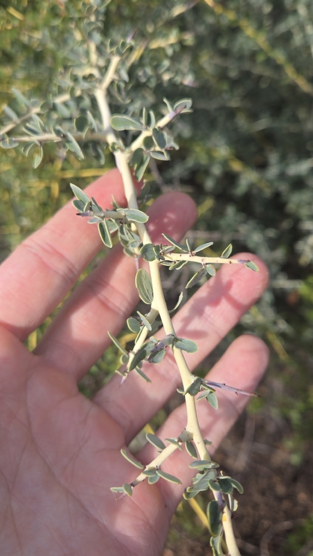 Chaparral Whitethorn — photo 2