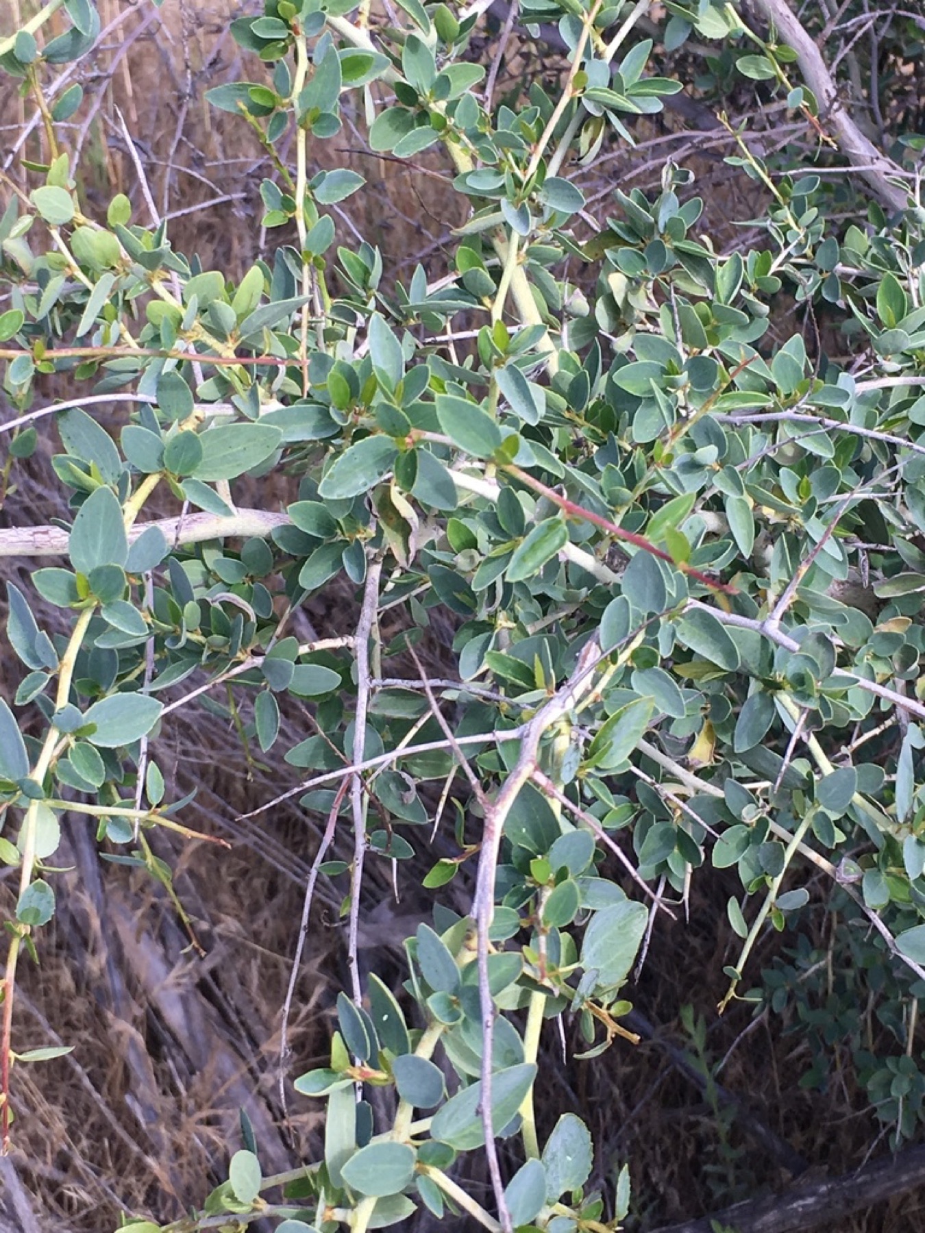 Chaparral Whitethorn — photo 3