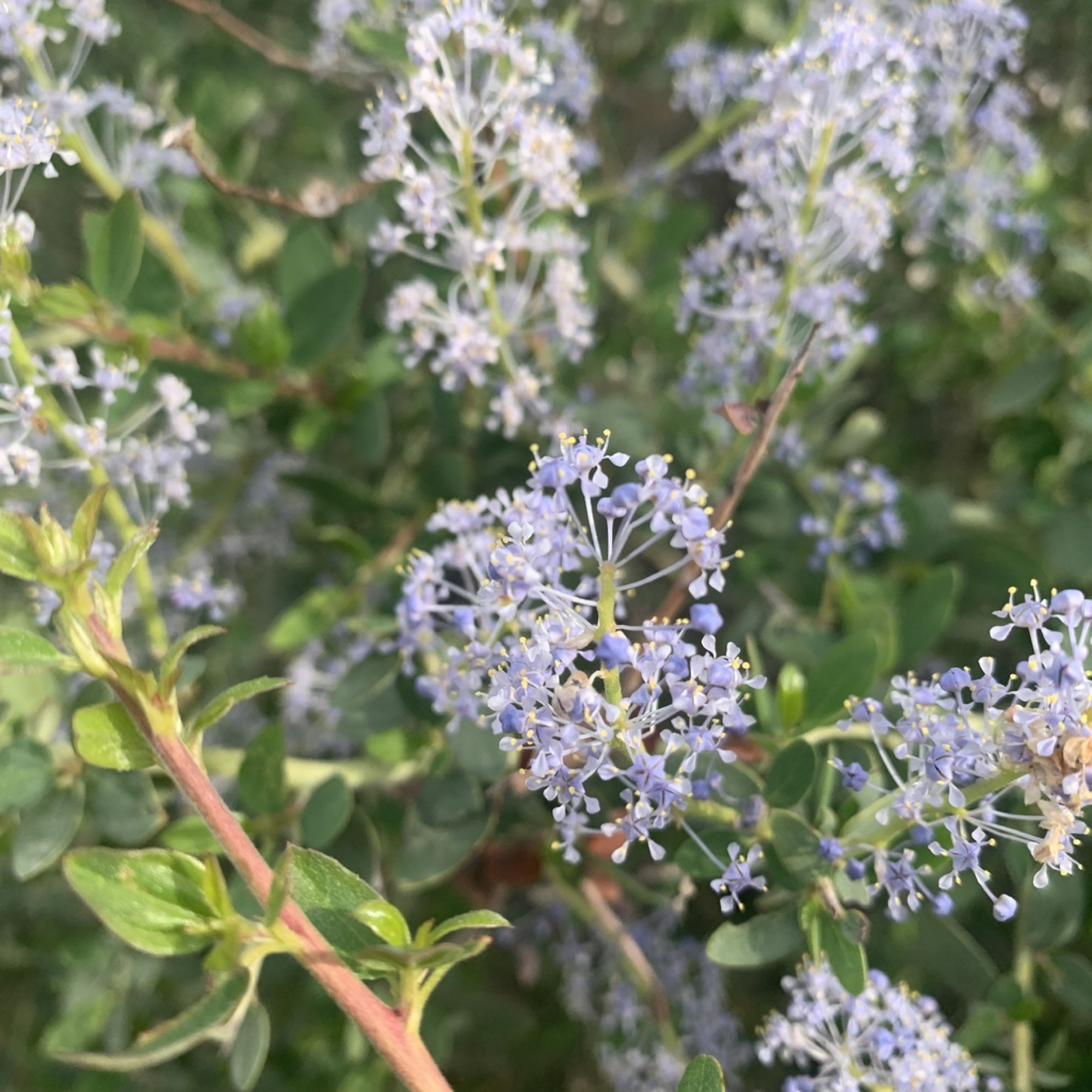 Chaparral Whitethorn — photo 4