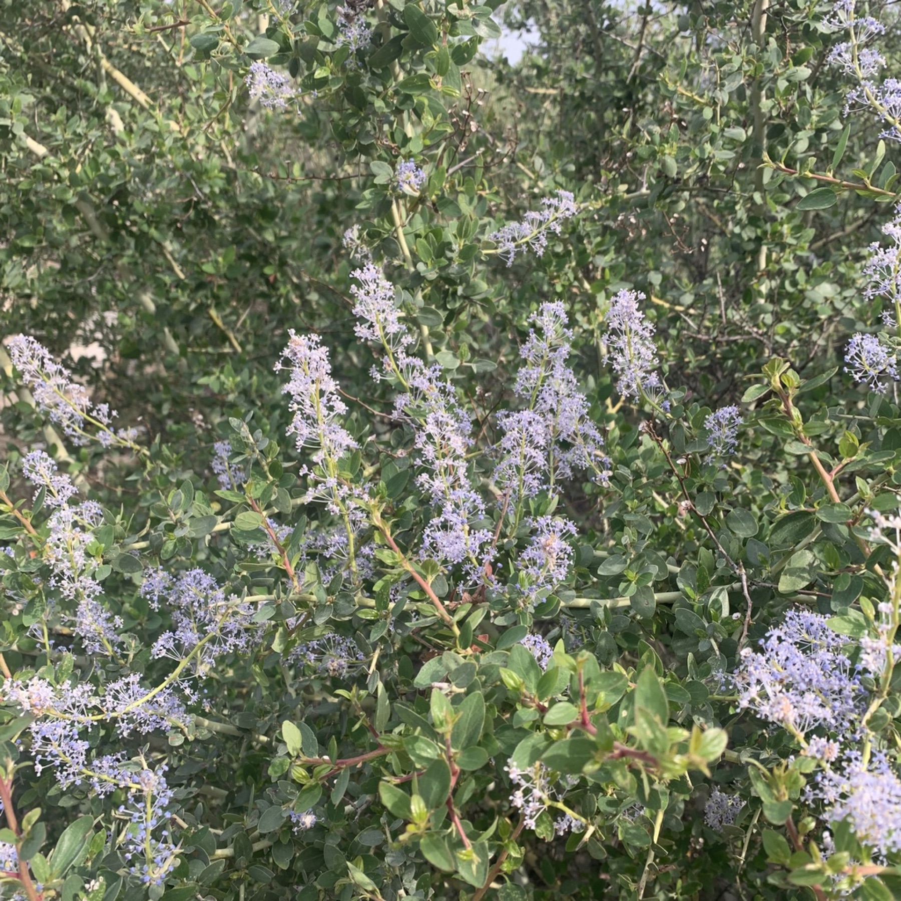 Chaparral Whitethorn — photo 5