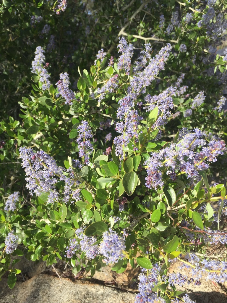 Chaparral Whitethorn — photo 24