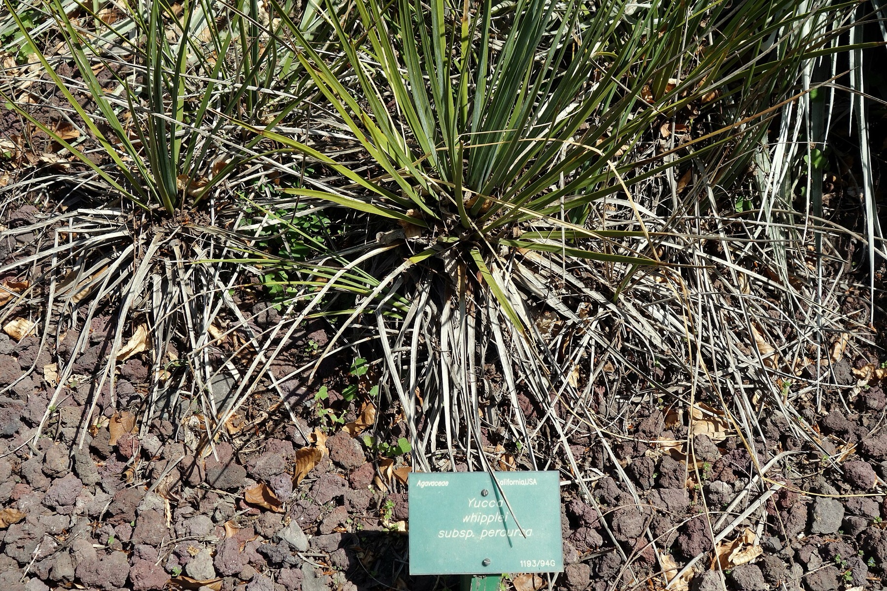 Chaparral Yucca — photo 6