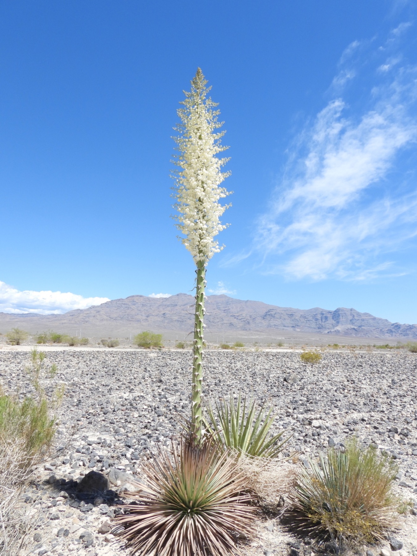 Chaparral Yucca — photo 8
