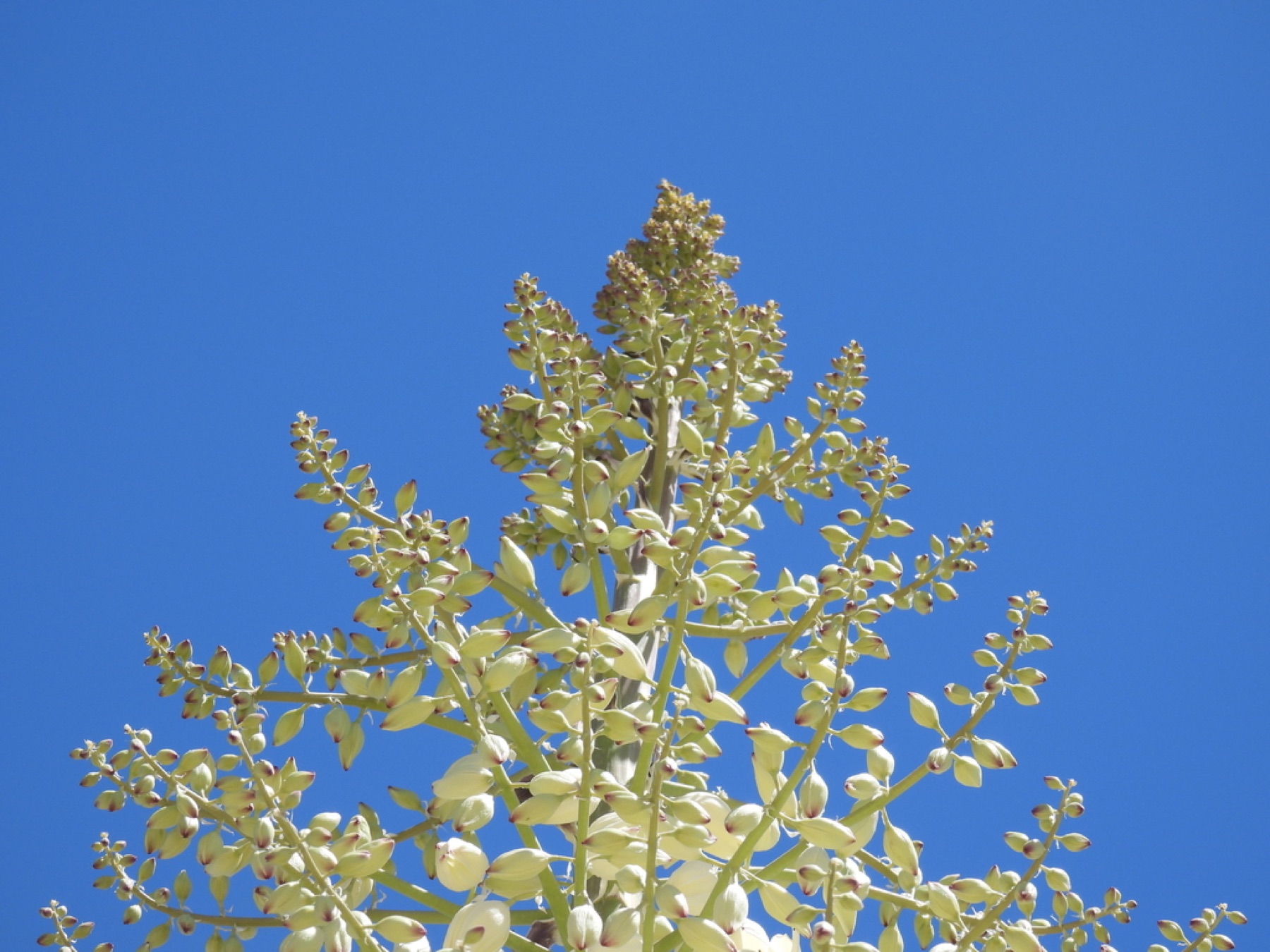 Chaparral Yucca — photo 9