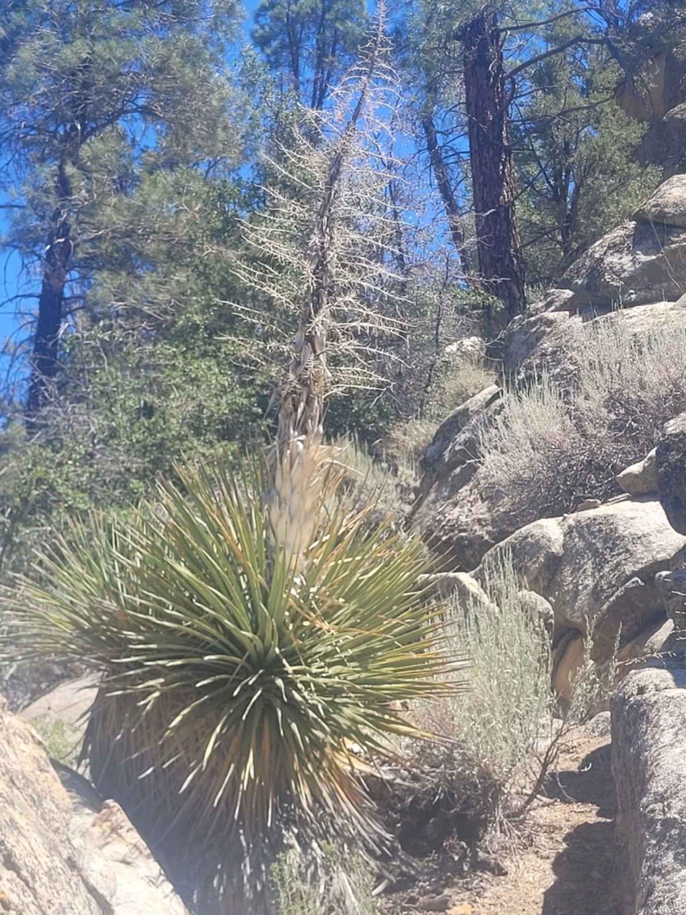 Chaparral Yucca — photo 10
