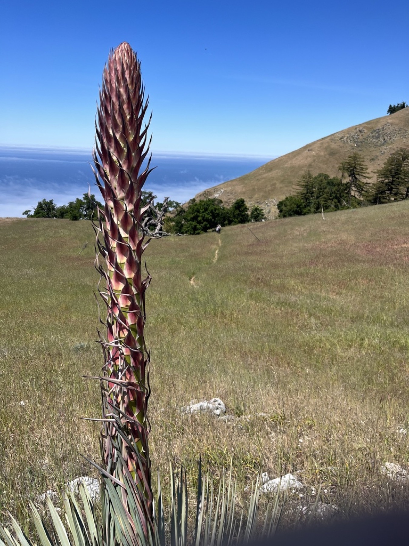Chaparral Yucca — photo 11