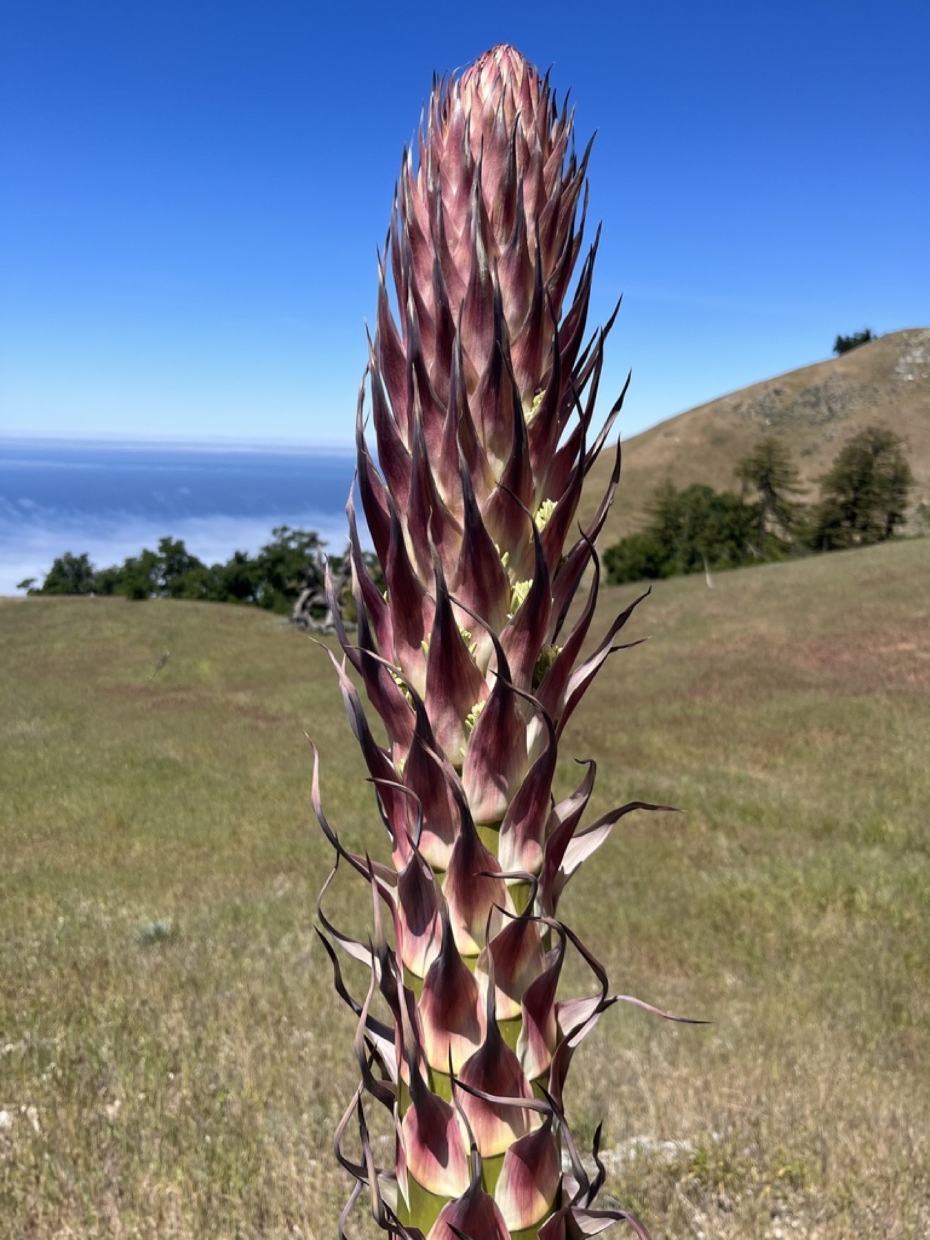 Chaparral Yucca — photo 12