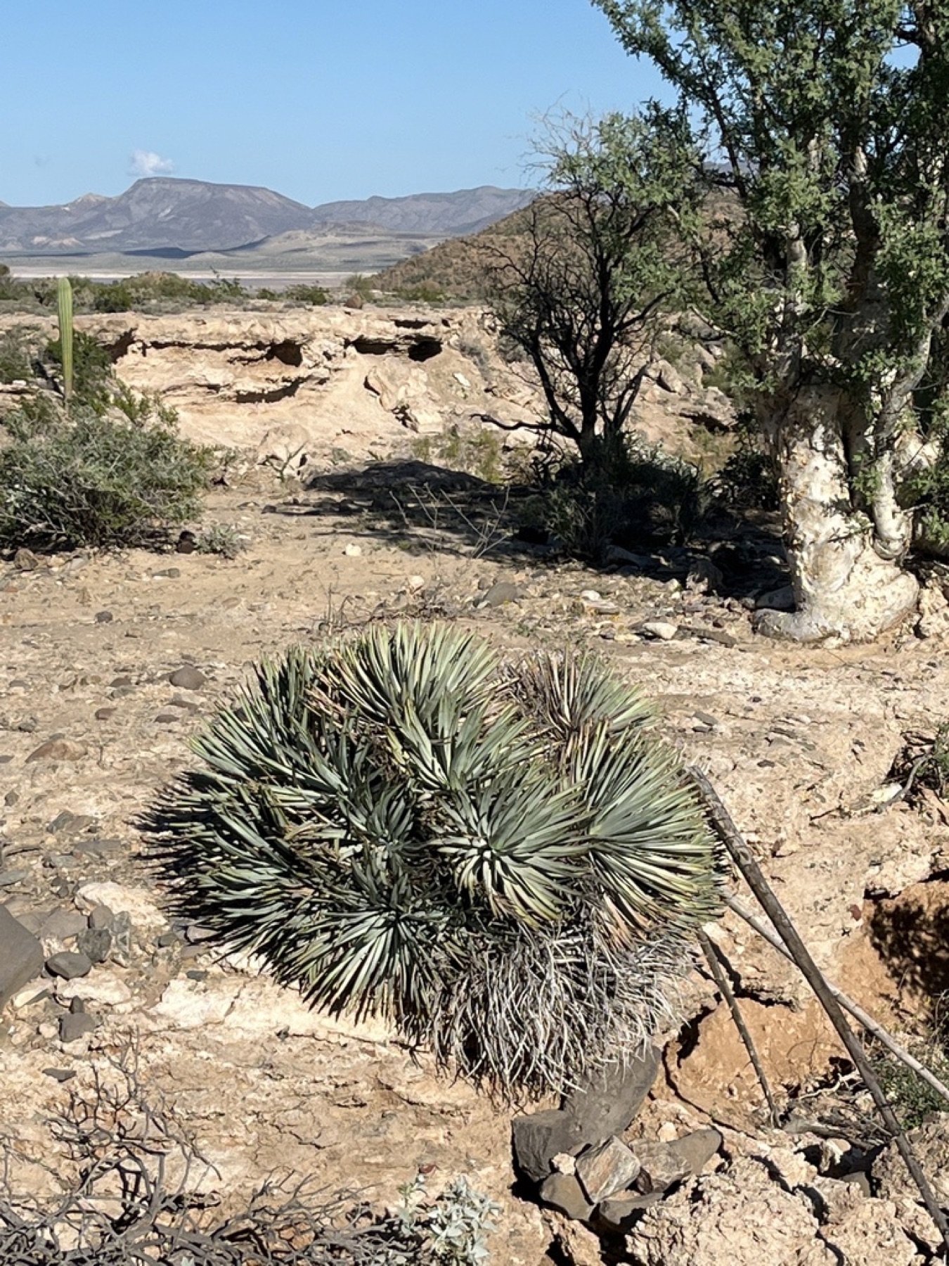 Chaparral Yucca — photo 13
