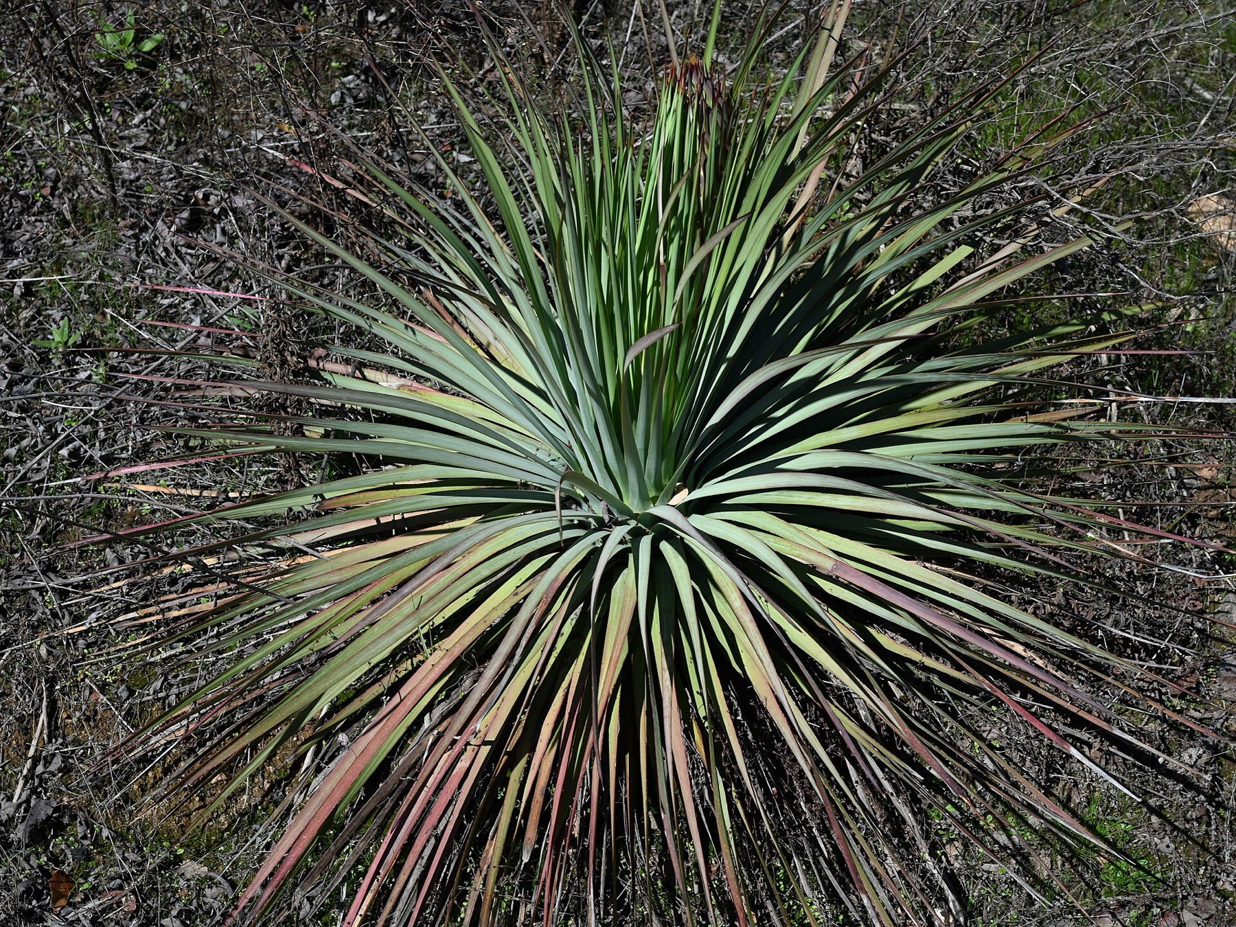 Chaparral Yucca — photo 14