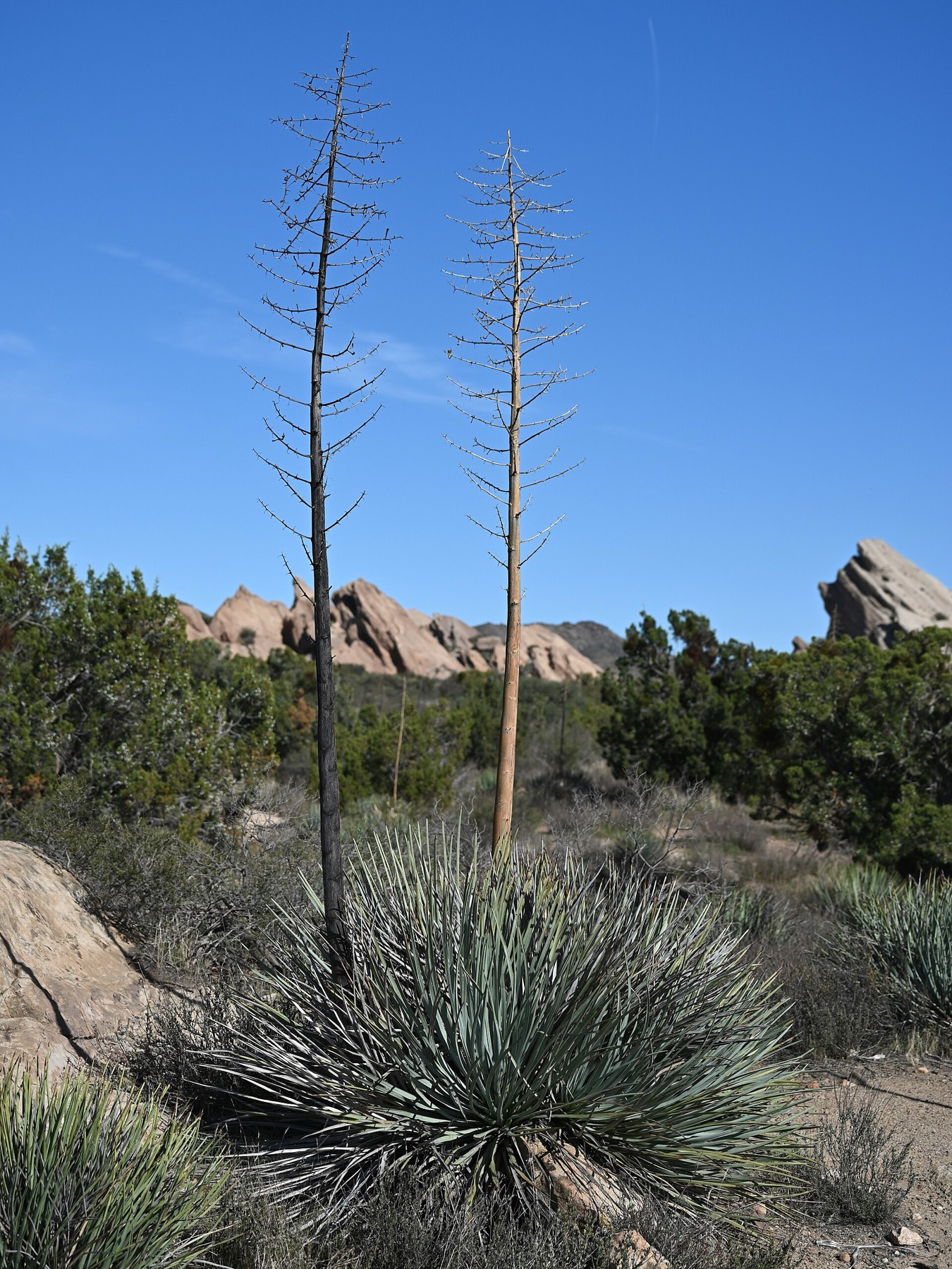 Chaparral Yucca — photo 15