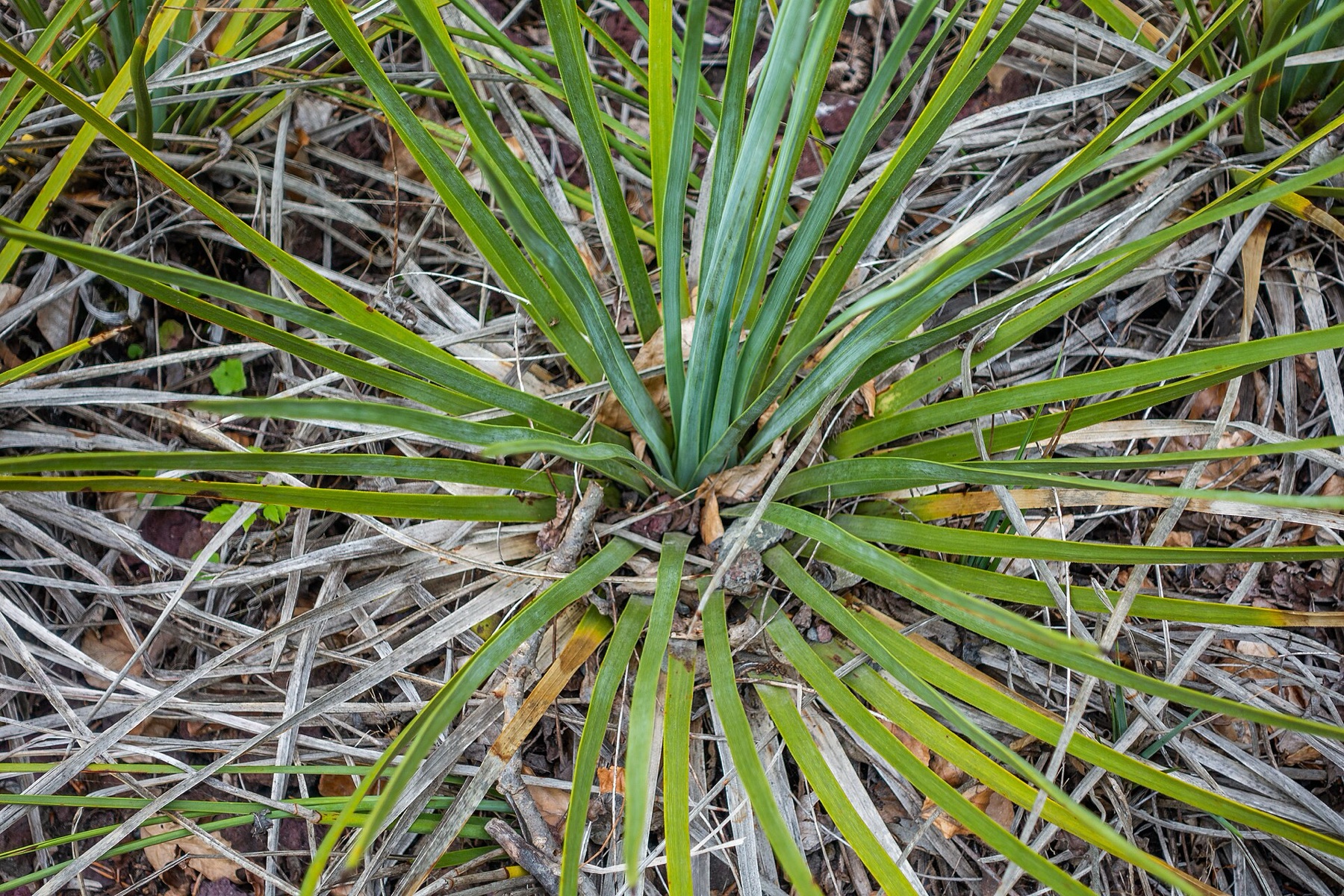 Chaparral Yucca — photo 16