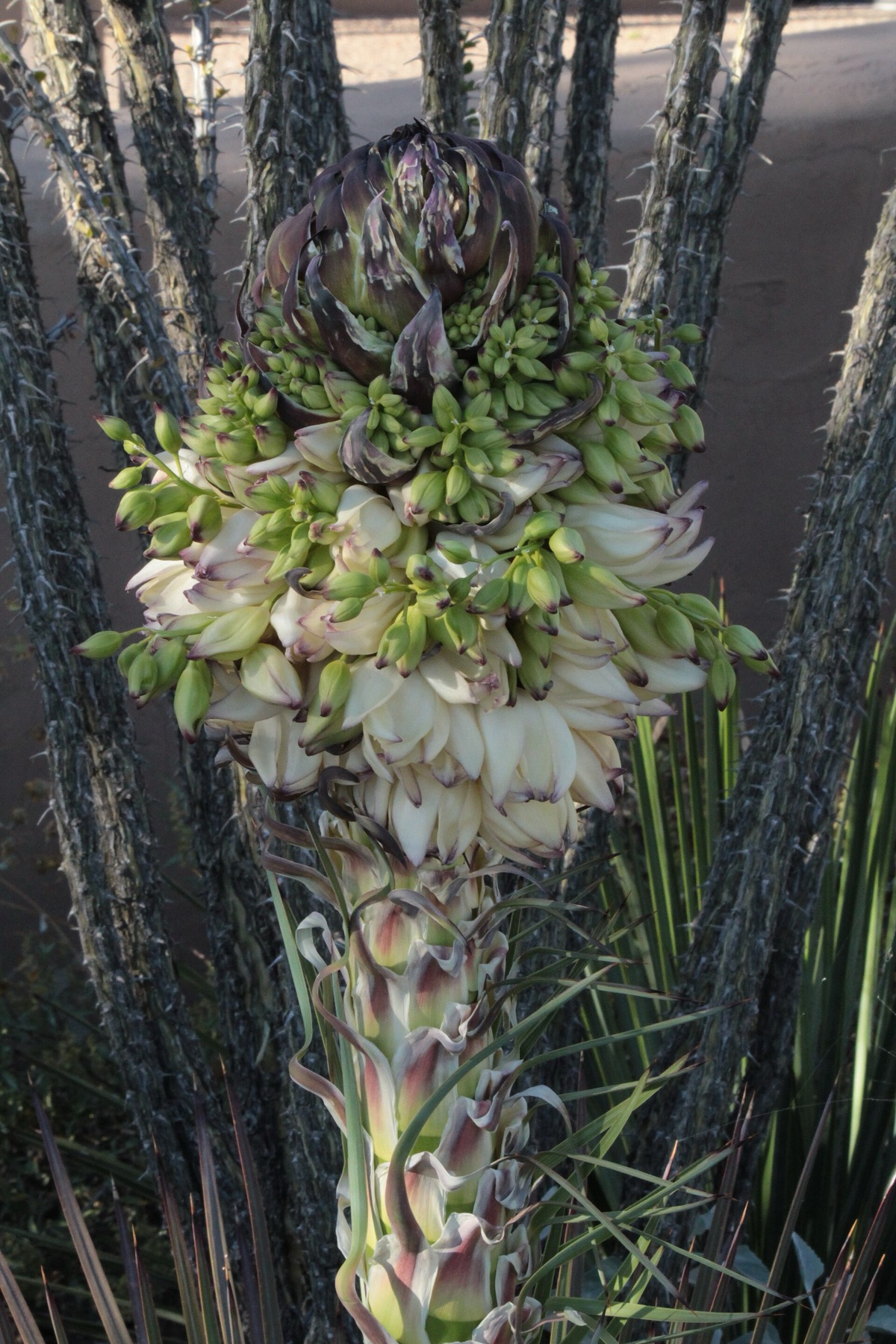 Chaparral Yucca — photo 17