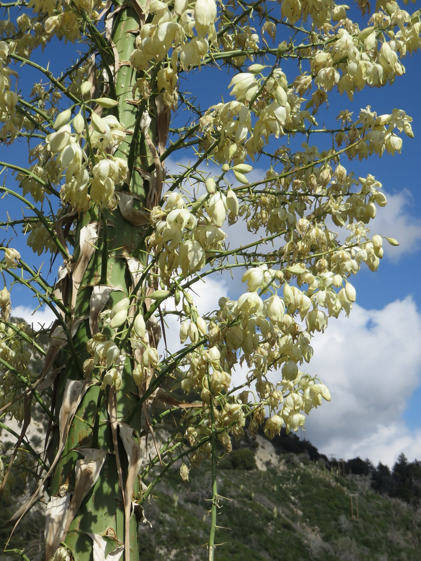 Chaparral Yucca — photo 18