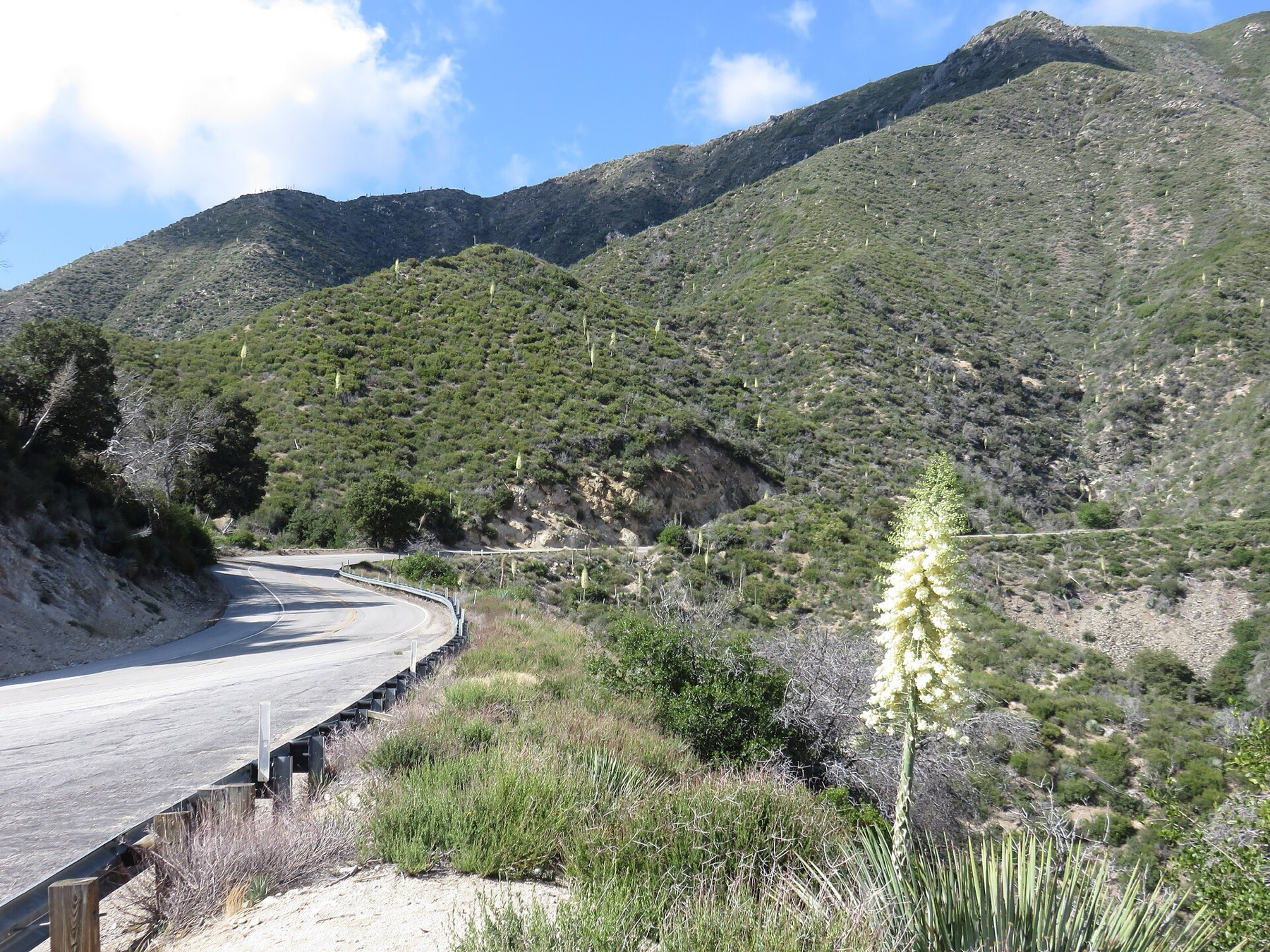 Chaparral Yucca — photo 19