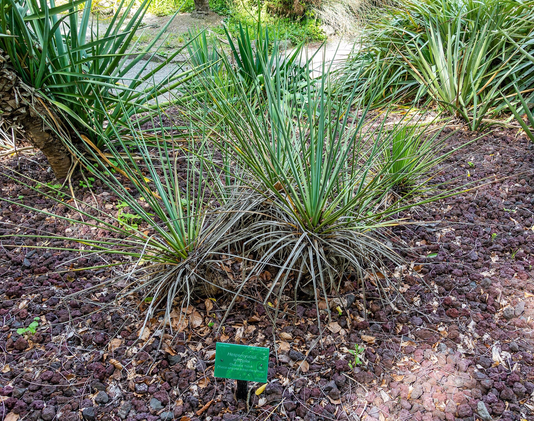 Chaparral Yucca — photo 20