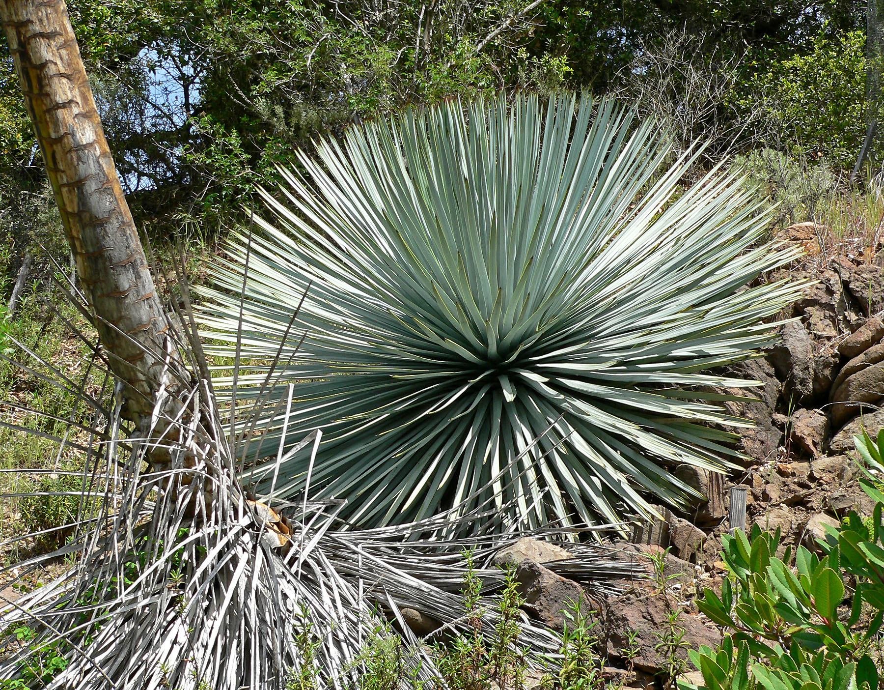 Chaparral Yucca — photo 21