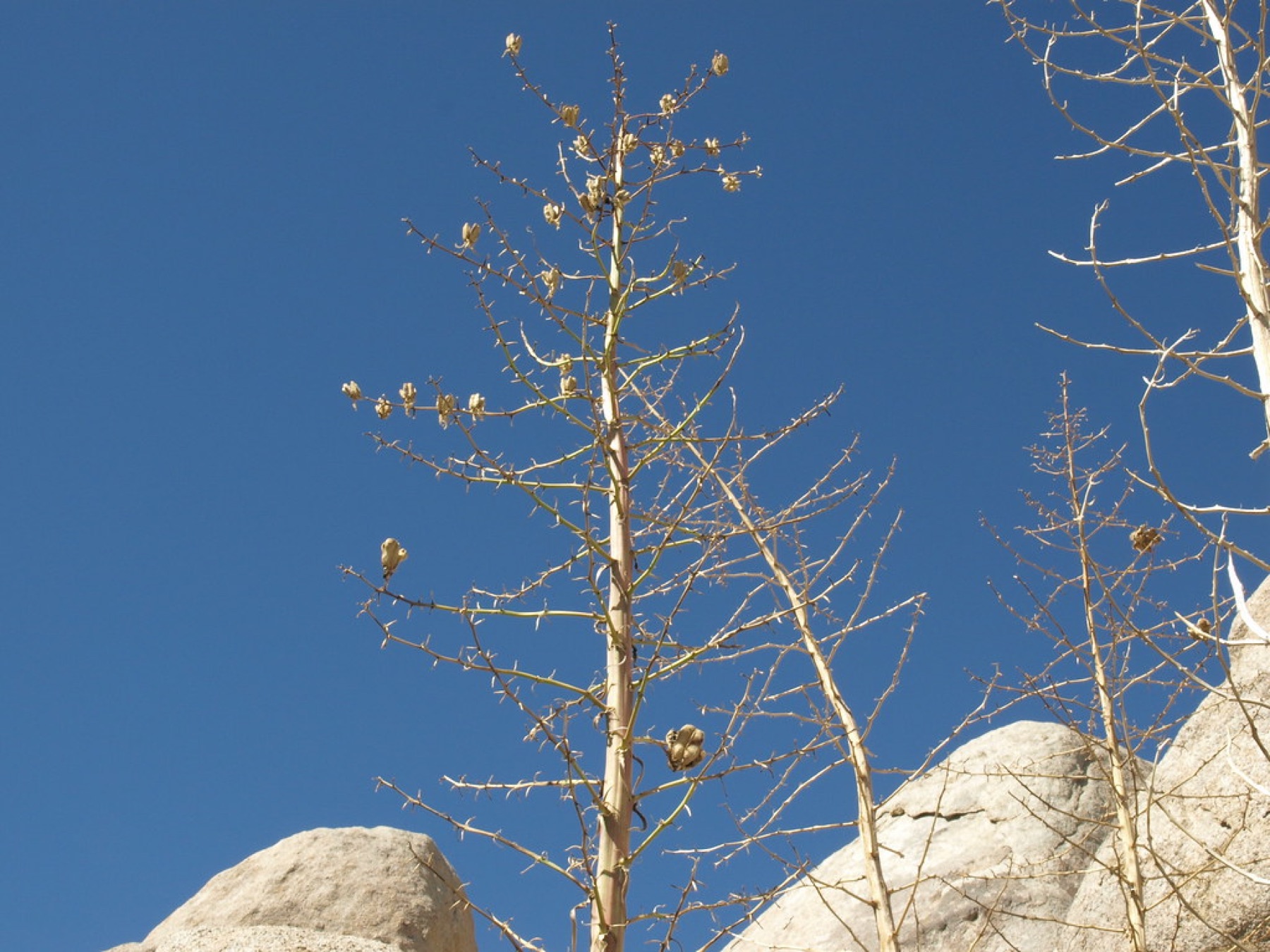 Chaparral Yucca — photo 22