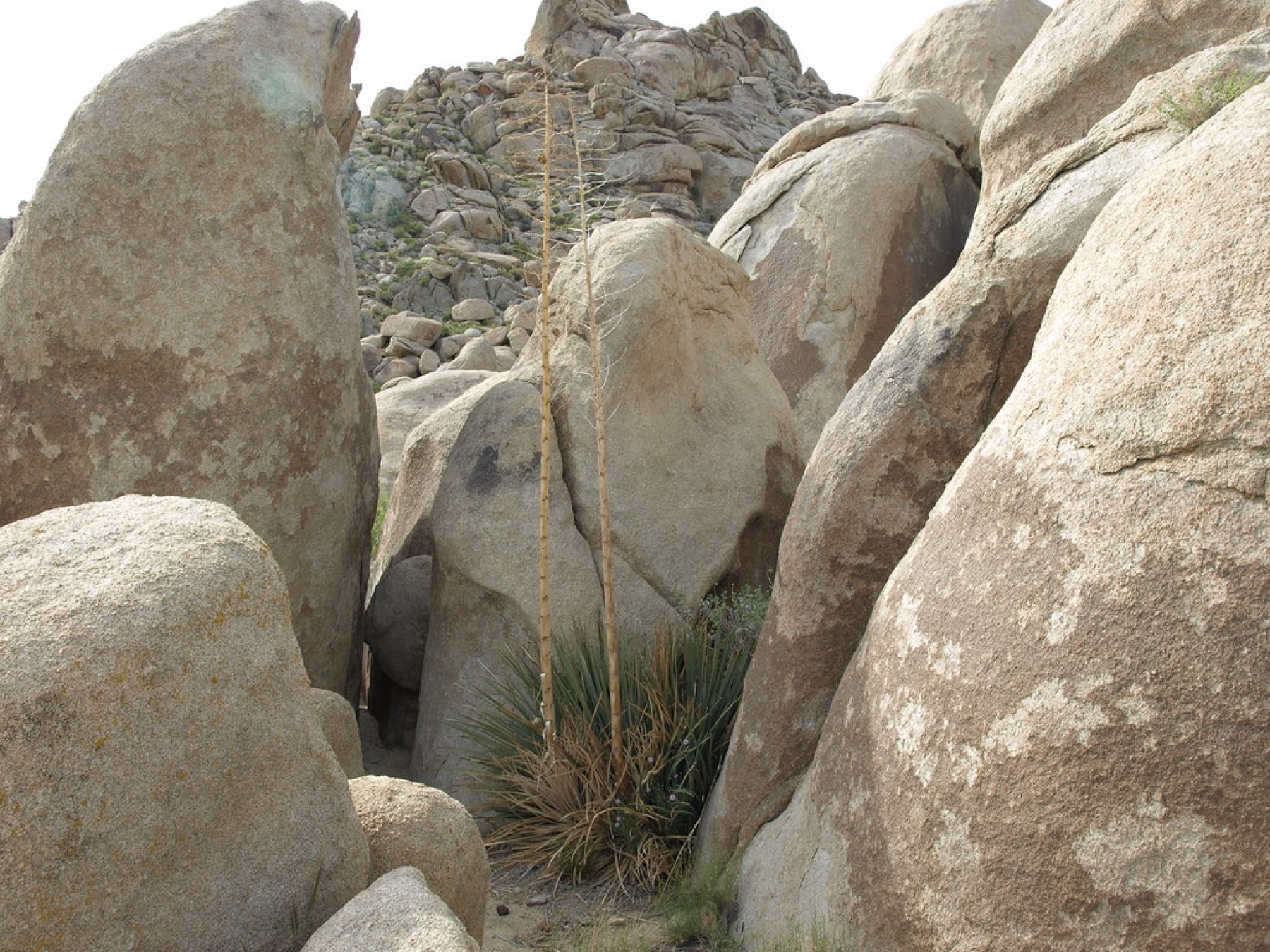 Chaparral Yucca — photo 23