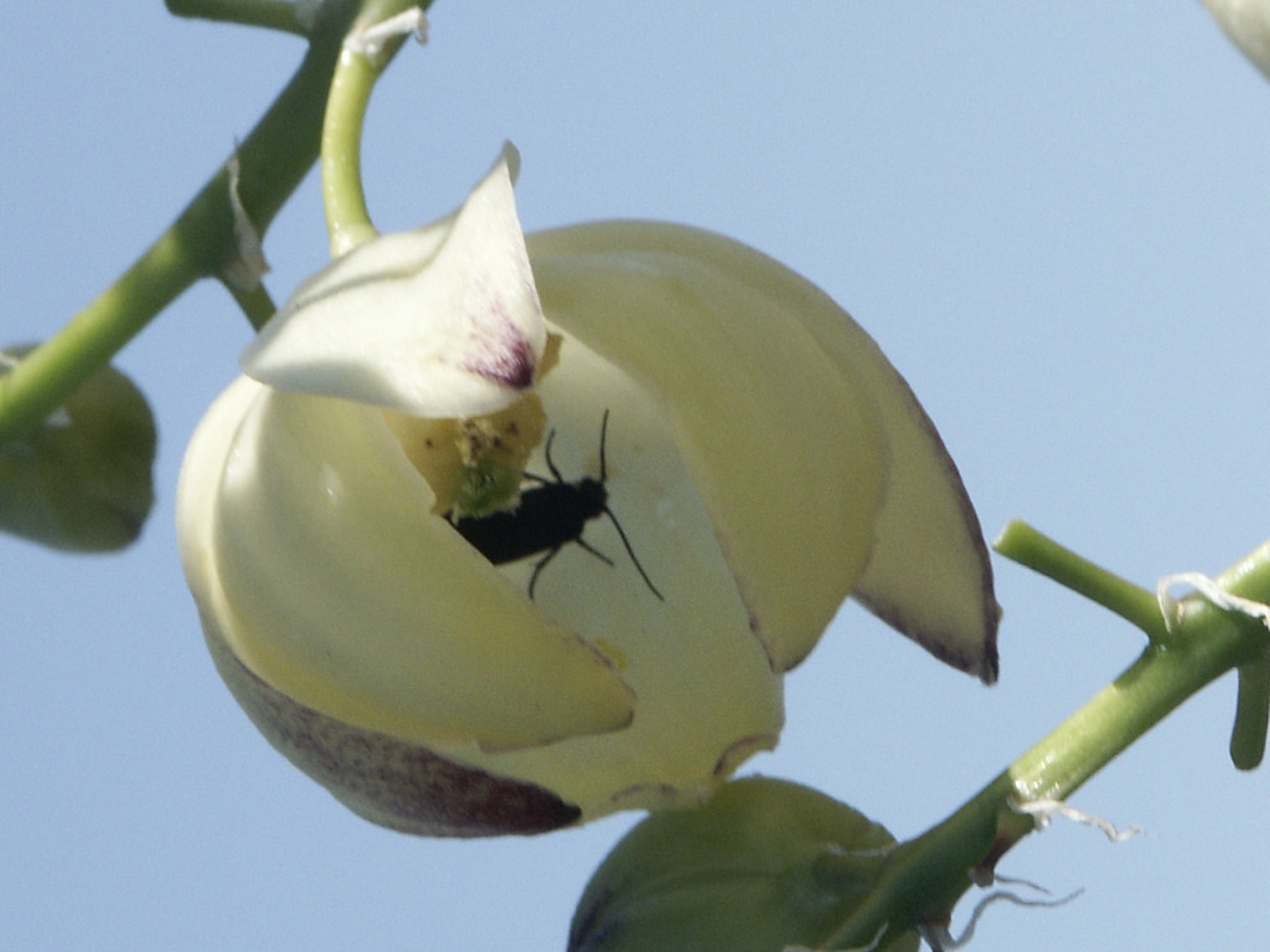 Chaparral Yucca — photo 24