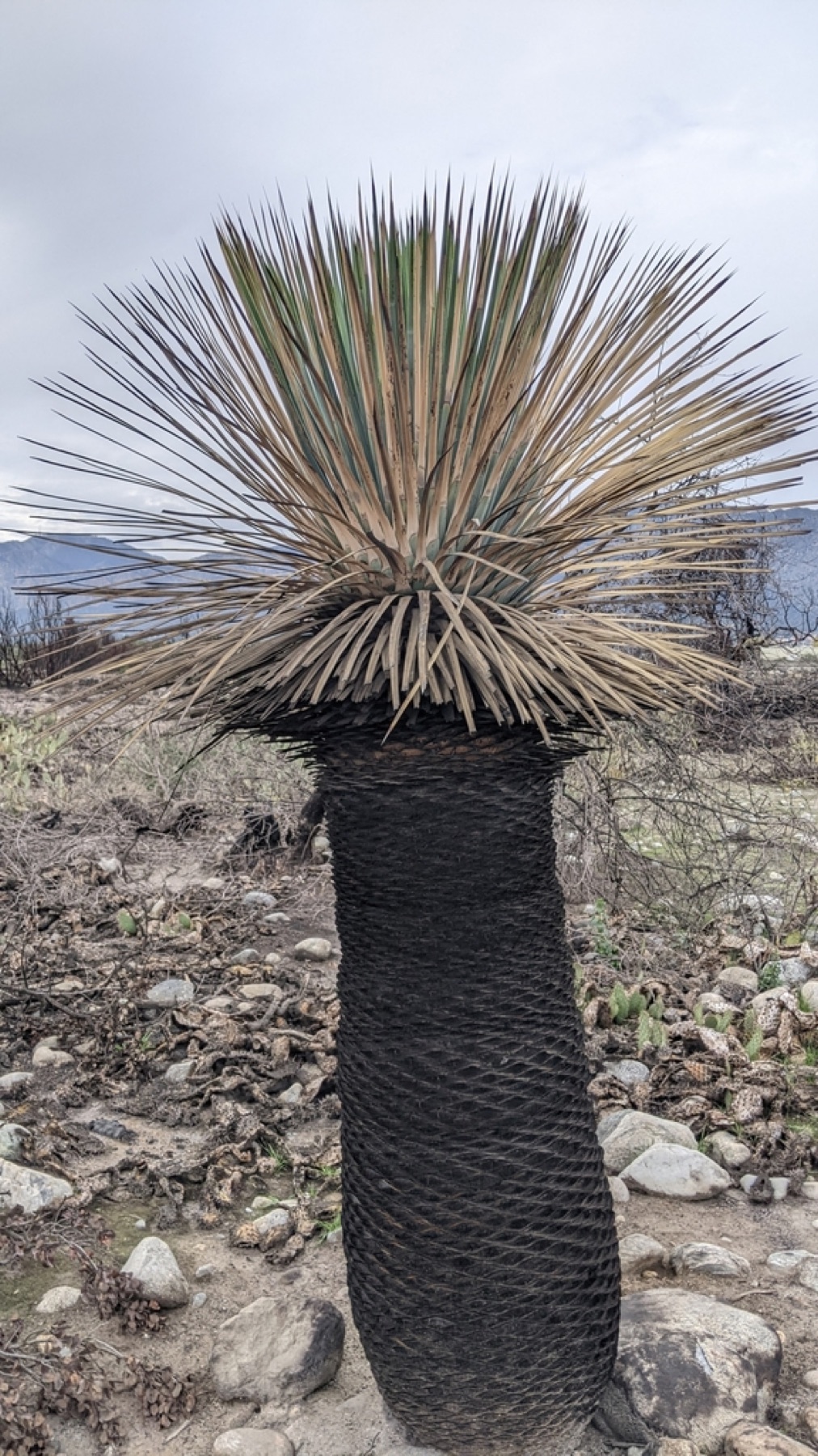 Chaparral Yucca