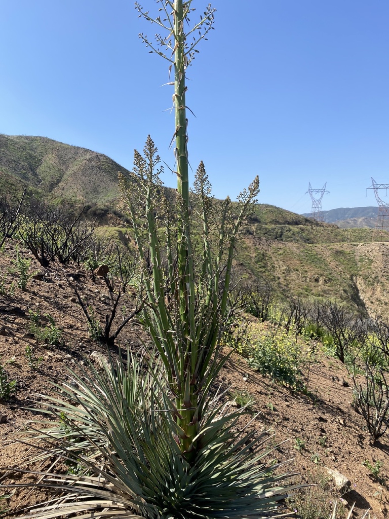 Chaparral Yucca — photo 2
