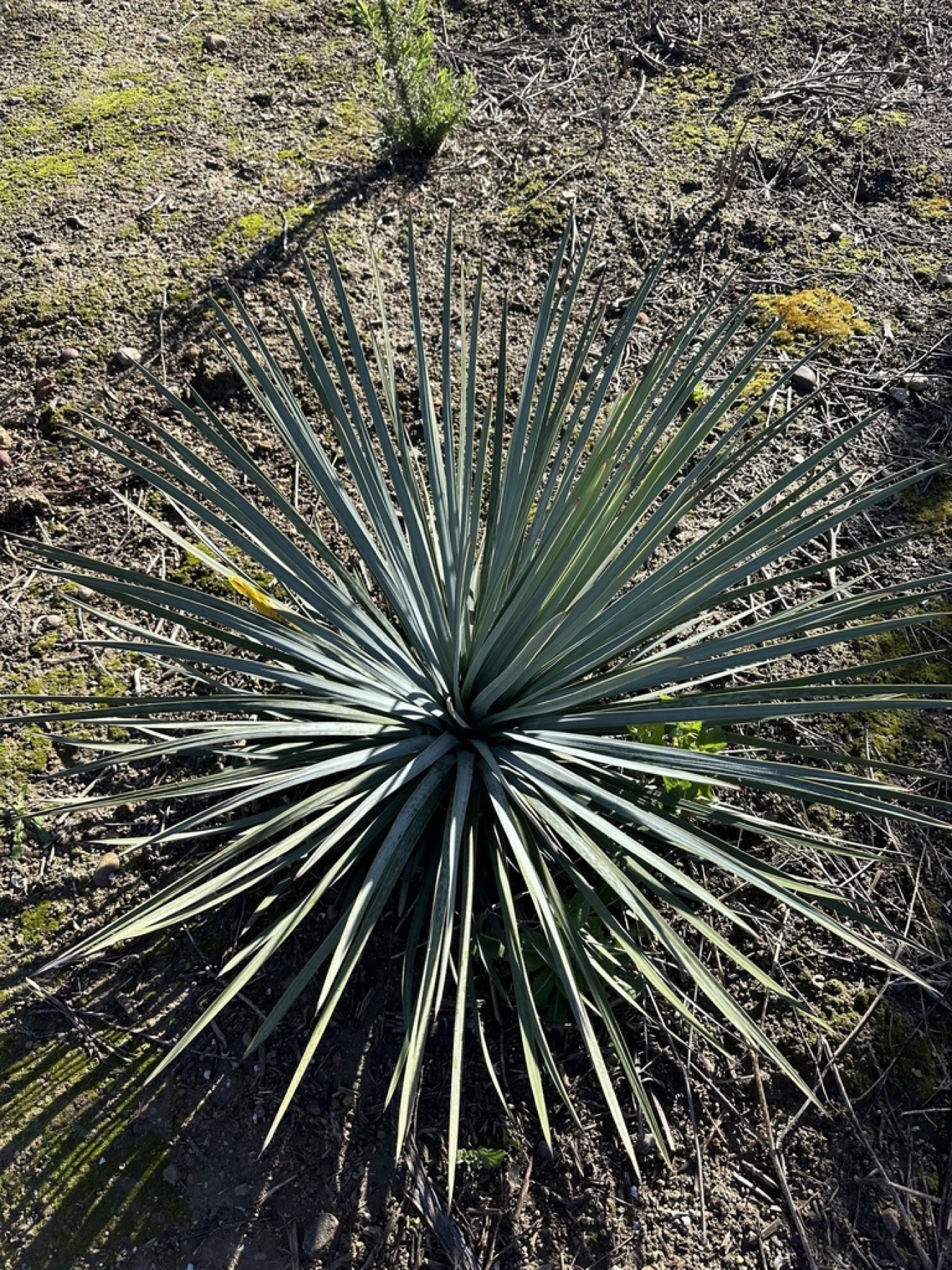 Chaparral Yucca — photo 3